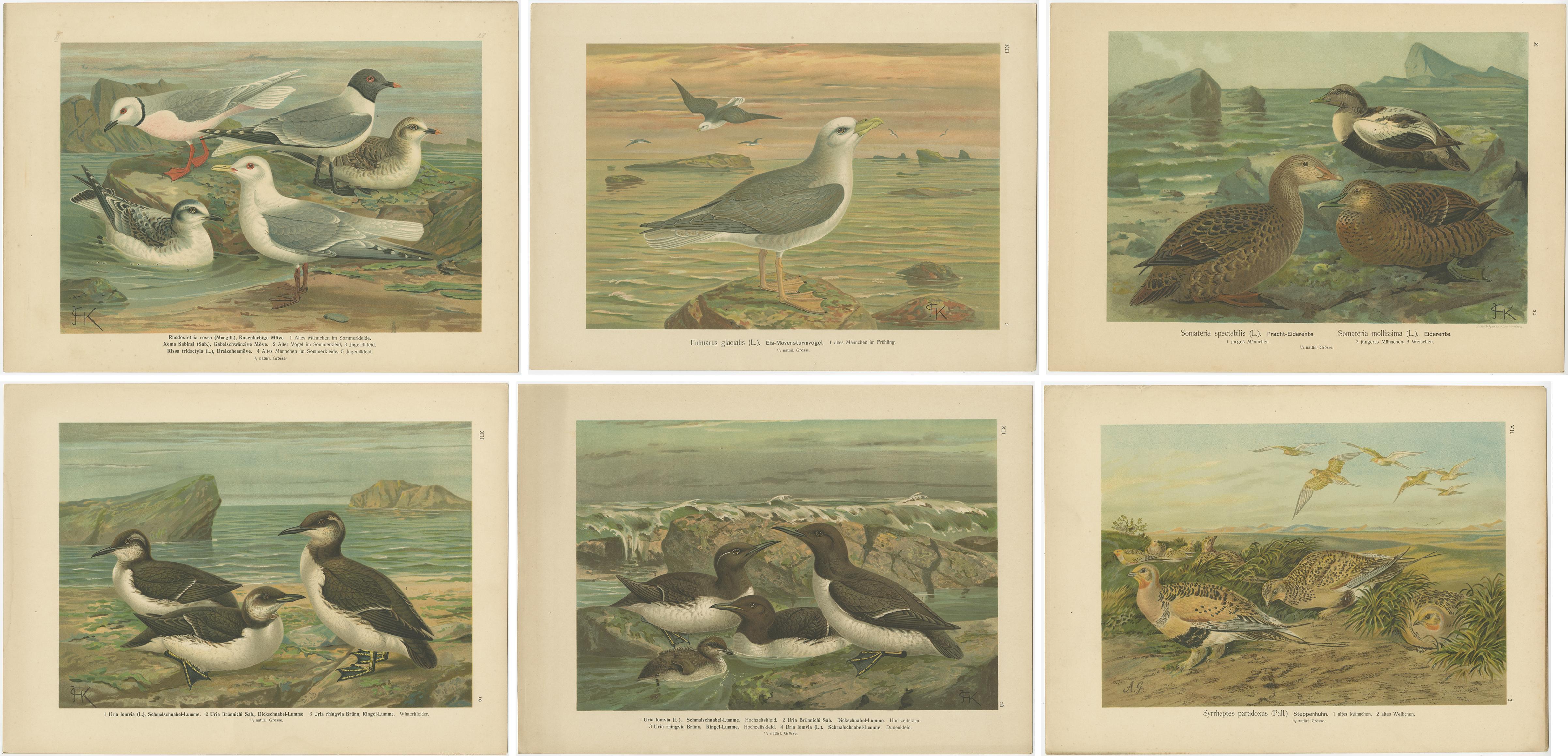 Ensemble de 6 chromolithographies anciennes d'ornithologie - Oiseaux de l'Arctique et d'Europe, c.1890 en vente 2