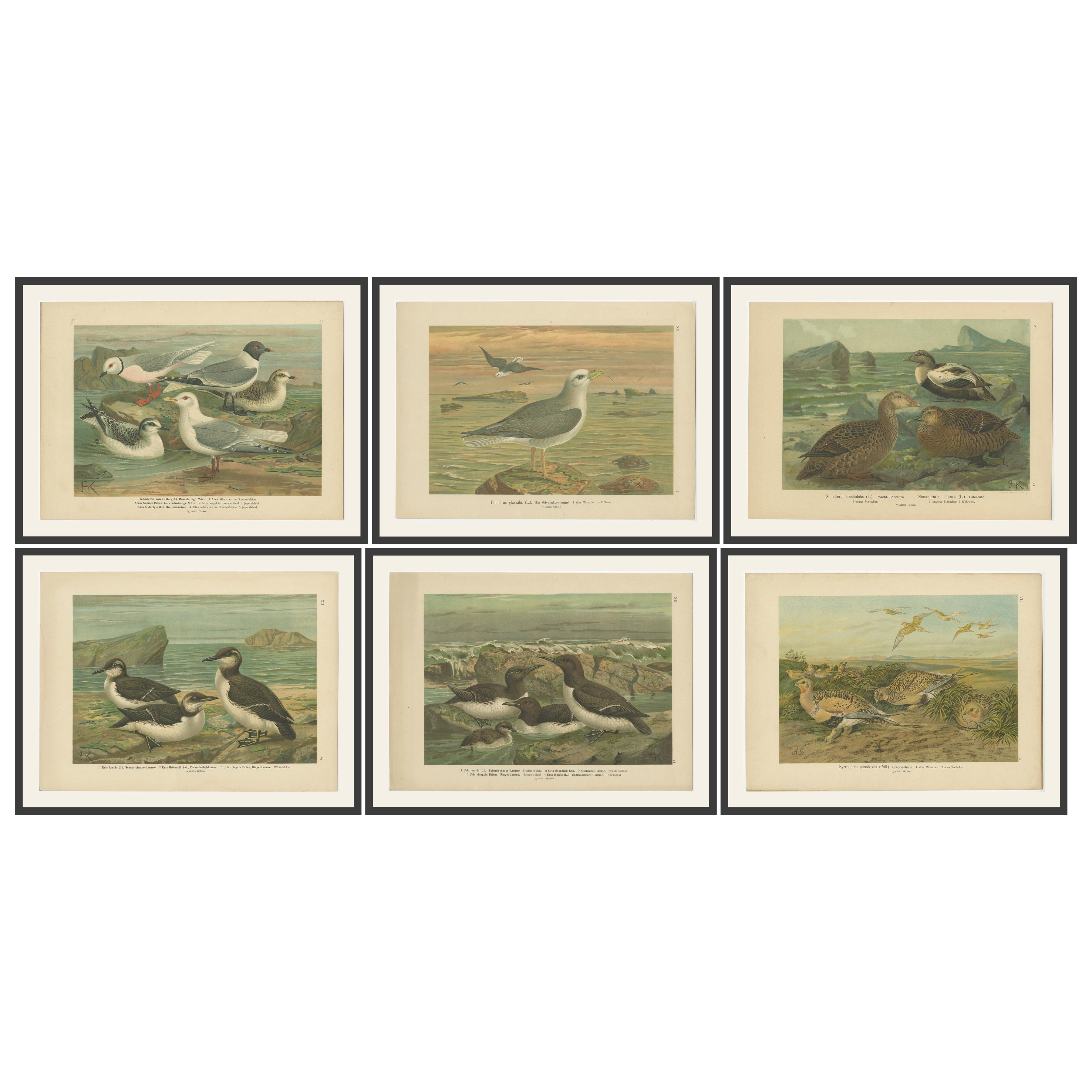 Conjunto de 6 Cromolitografías Antiguas de Ornitología - Aves Árticas y Europeas, c.1890