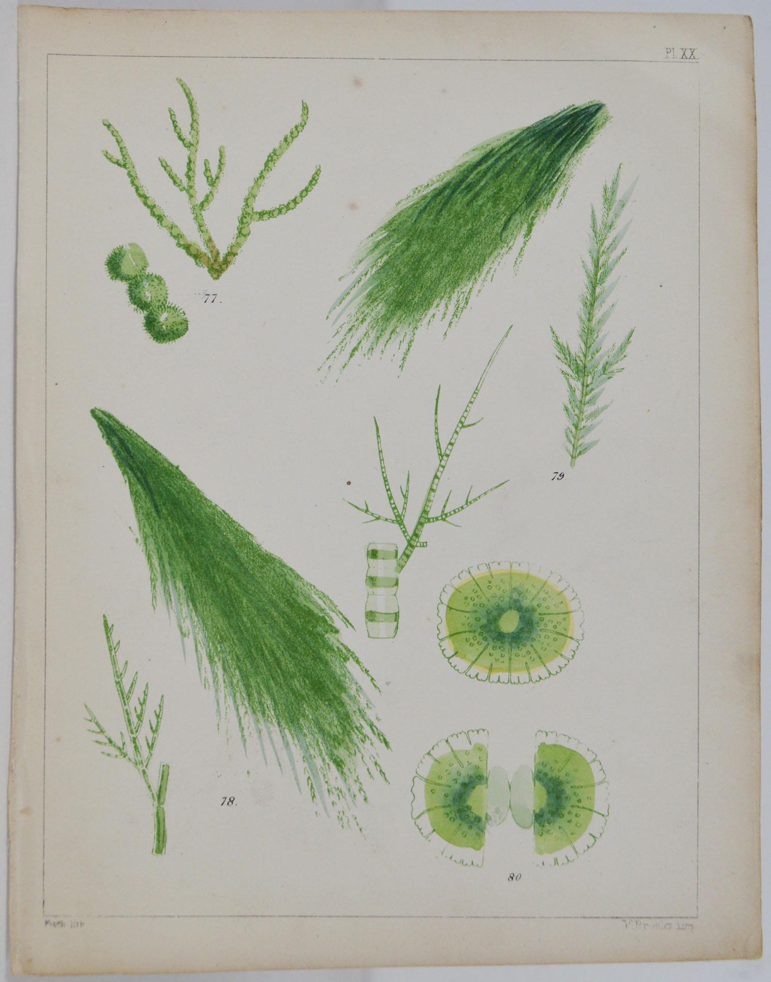 Mid-19th Century Set of 6 Antique Prints of Sea Plants, circa 1850