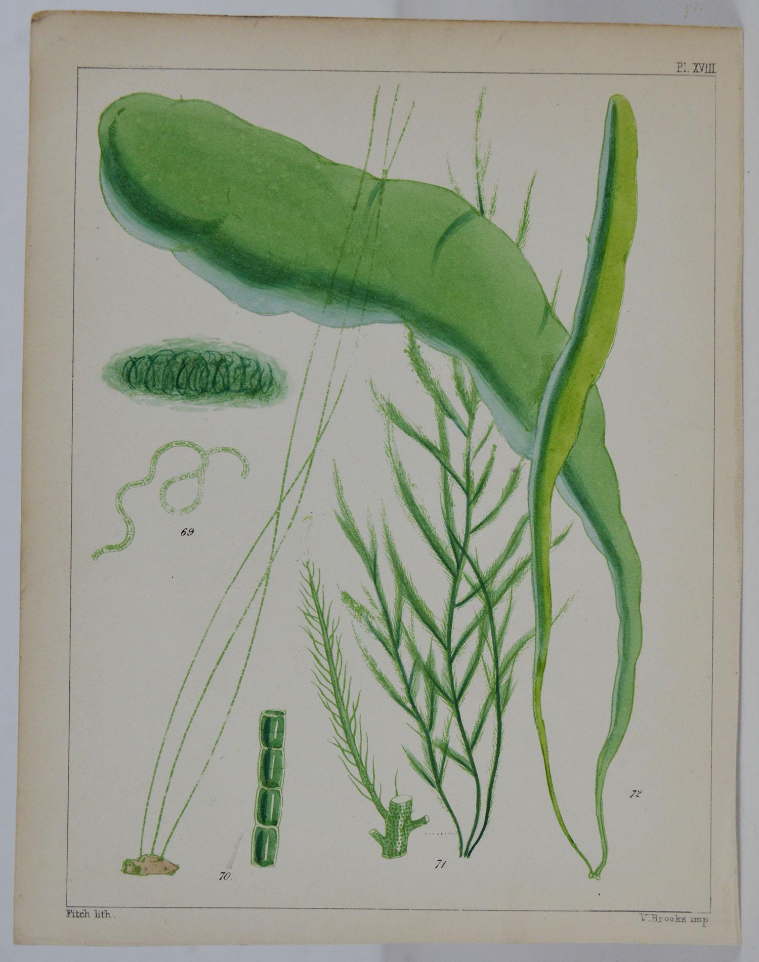 Lovely set of 6 botanical prints- sea plants

Lithographs. Original color.

Engraved by V.Brooks,

circa 1850

Unframed.




 