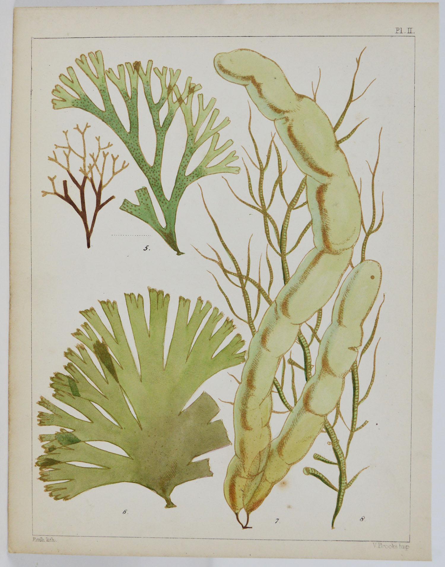Victorian Set of 6 Antique Prints of Sea Plants, circa 1850