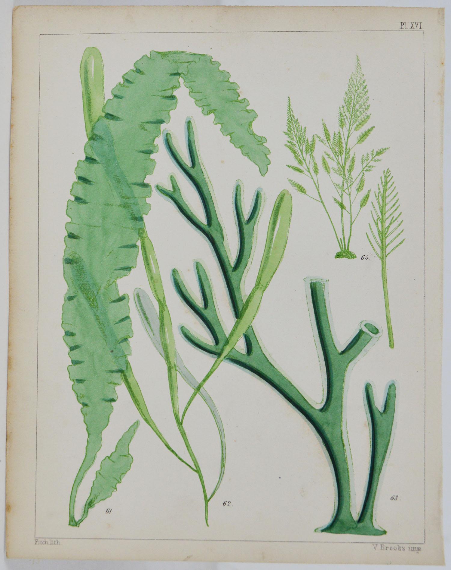 English Set of 6 Antique Prints of Sea Plants, circa 1850