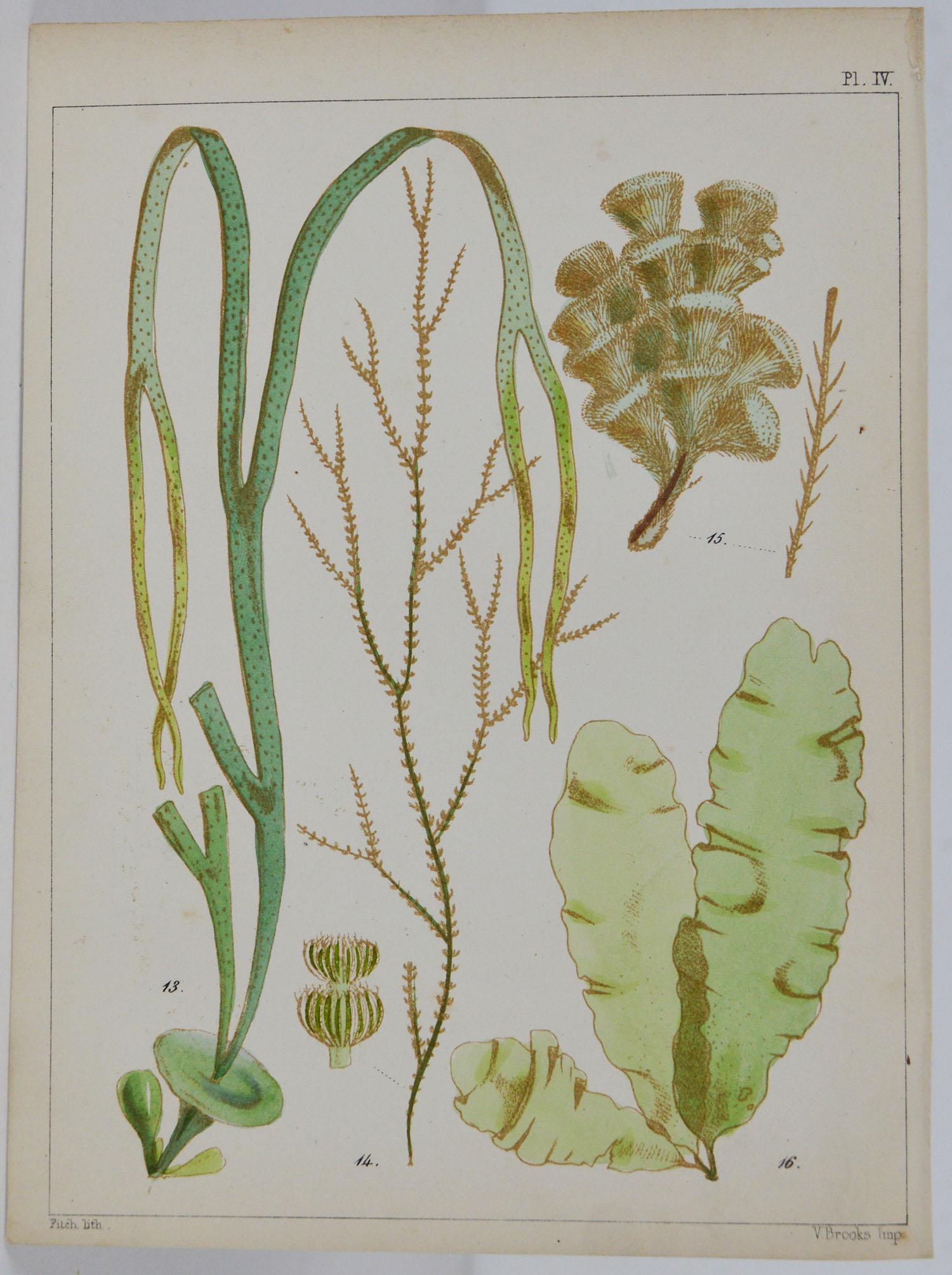 Other Set of 6 Antique Prints of Sea Plants, circa 1850