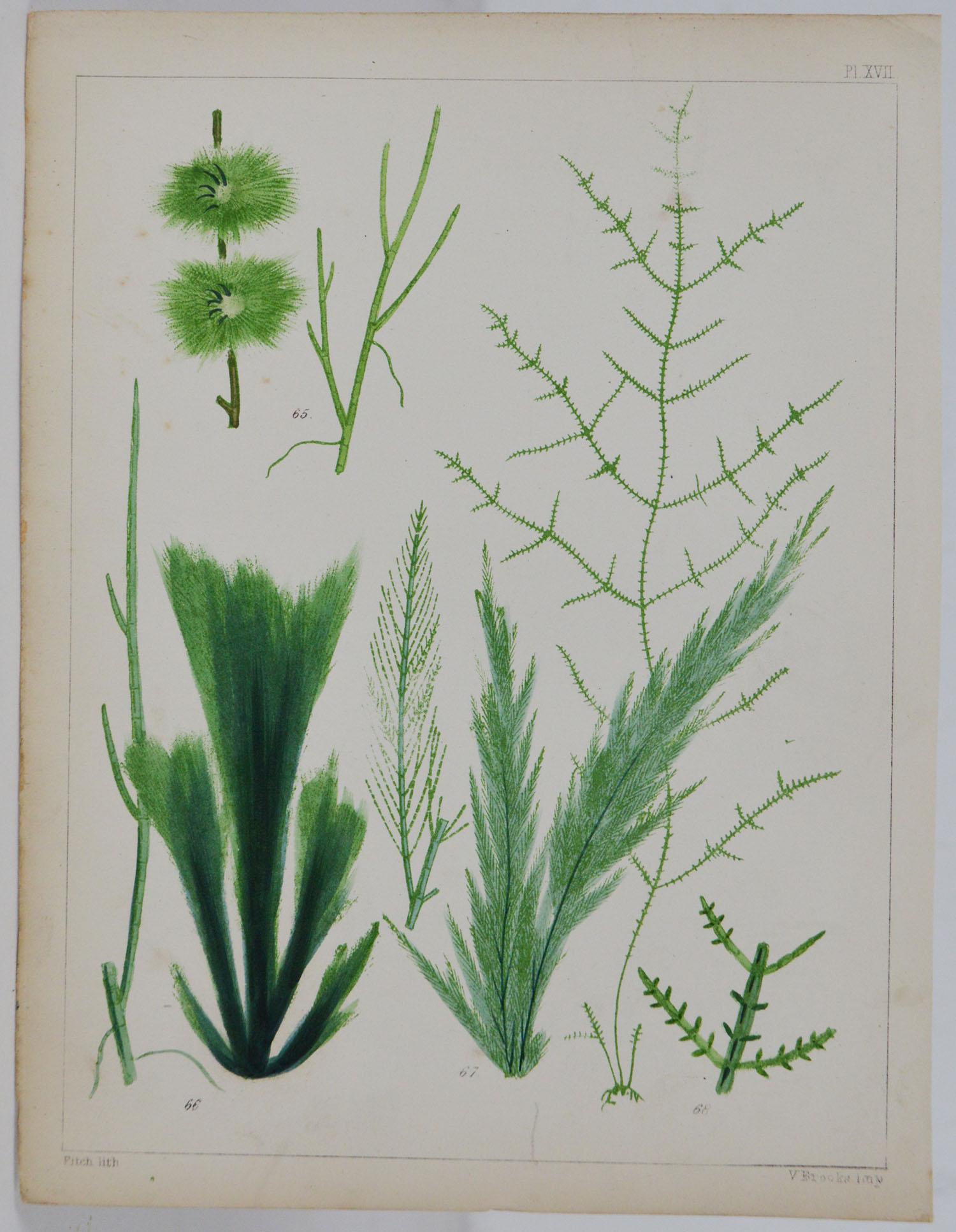 Set of 6 Antique Prints of Sea Plants, circa 1850 In Good Condition In St Annes, Lancashire