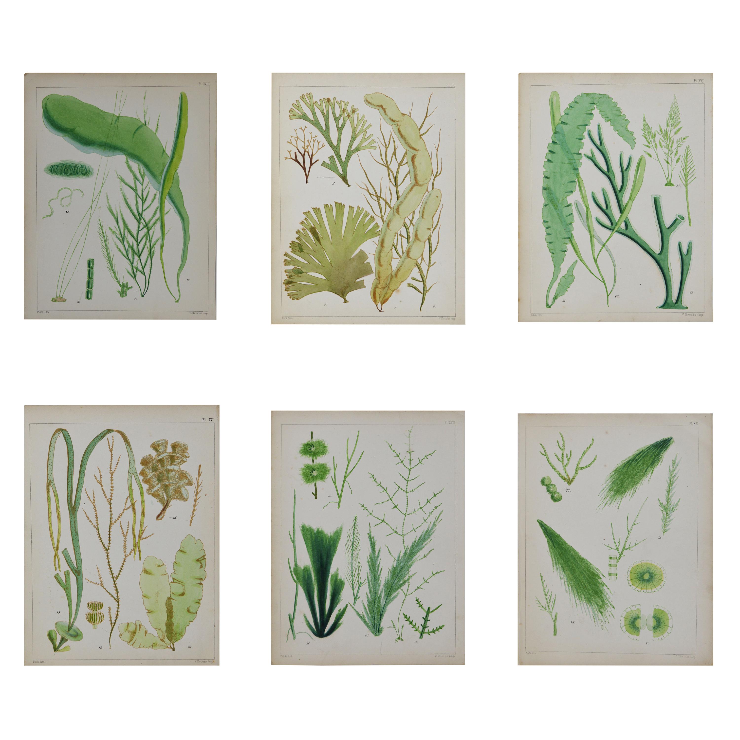 Set of 6 Antique Prints of Sea Plants, circa 1850