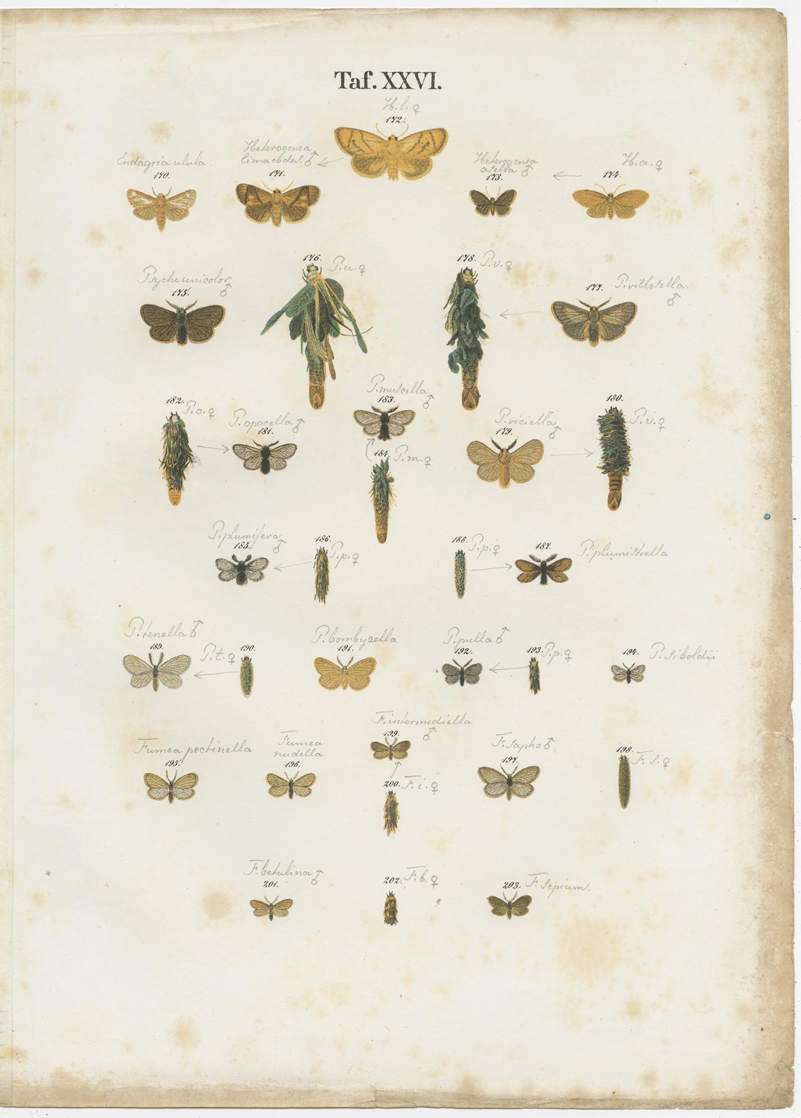 Set of six antique prints depicting various butterflies and moths. These prints originate from 'Die Schmetterlinge (..)' by Gustav Ramann. Published circa 1870.
