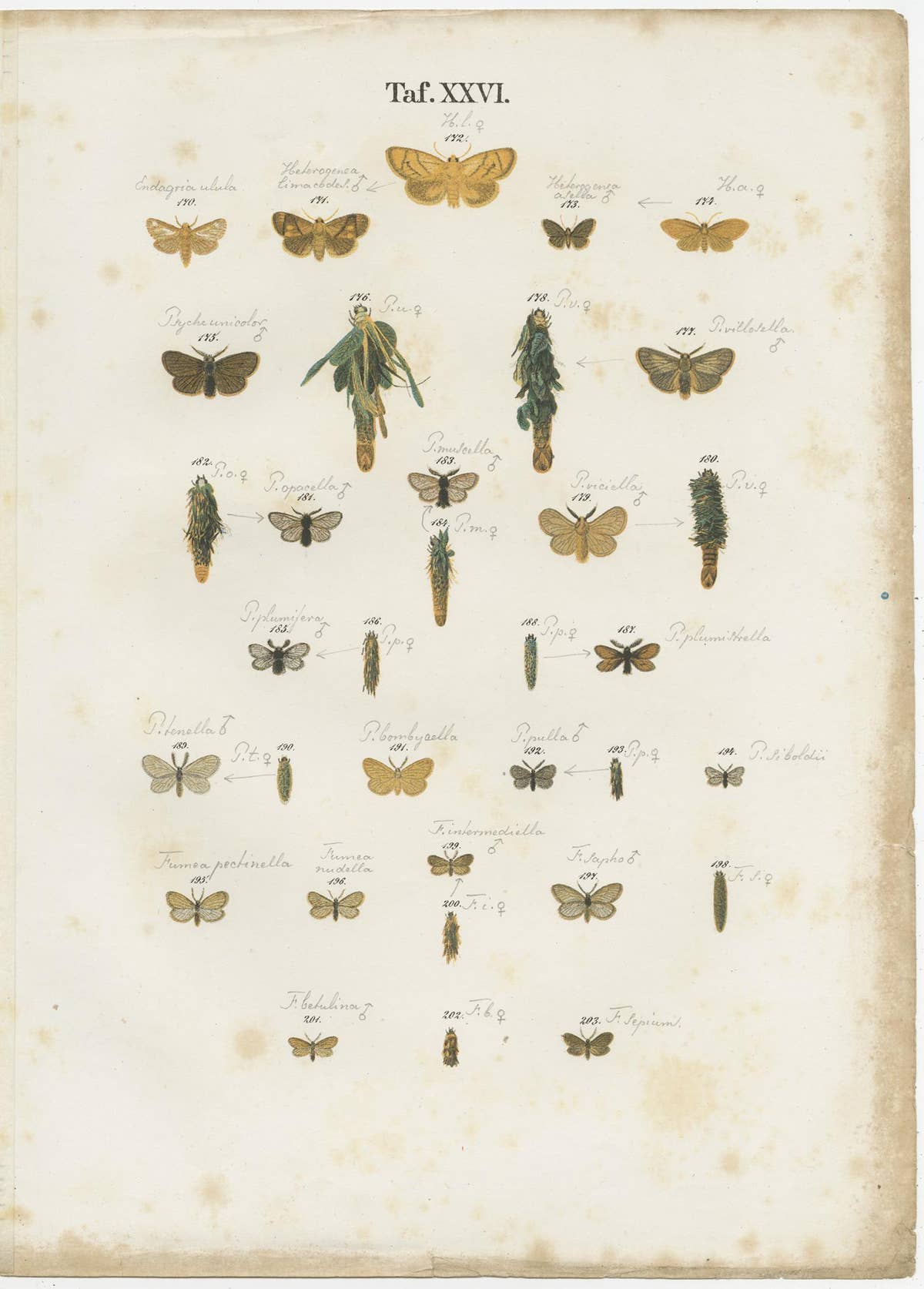 Set of 6 Antique Prints of Various Butterflies and Moths by Ramann, circa 1870