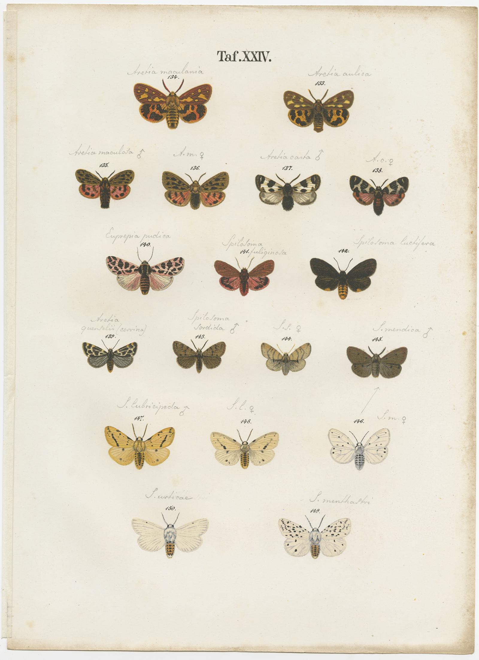 Set of 6 Antique Prints of Various Butterflies and Moths by Ramann, circa 1870 In Fair Condition For Sale In Langweer, NL