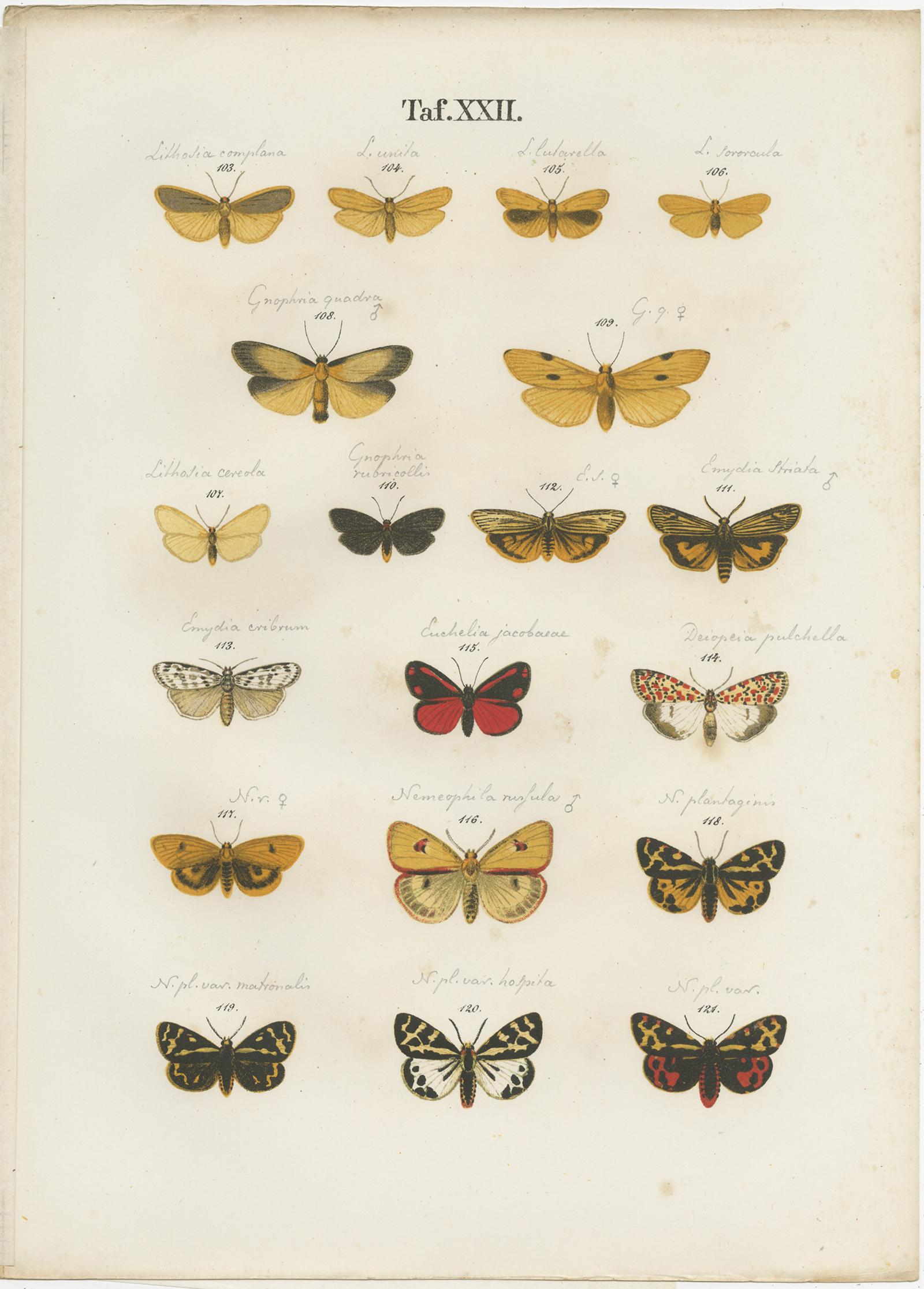 19th Century Set of 6 Antique Prints of Various Butterflies and Moths by Ramann, circa 1870 For Sale