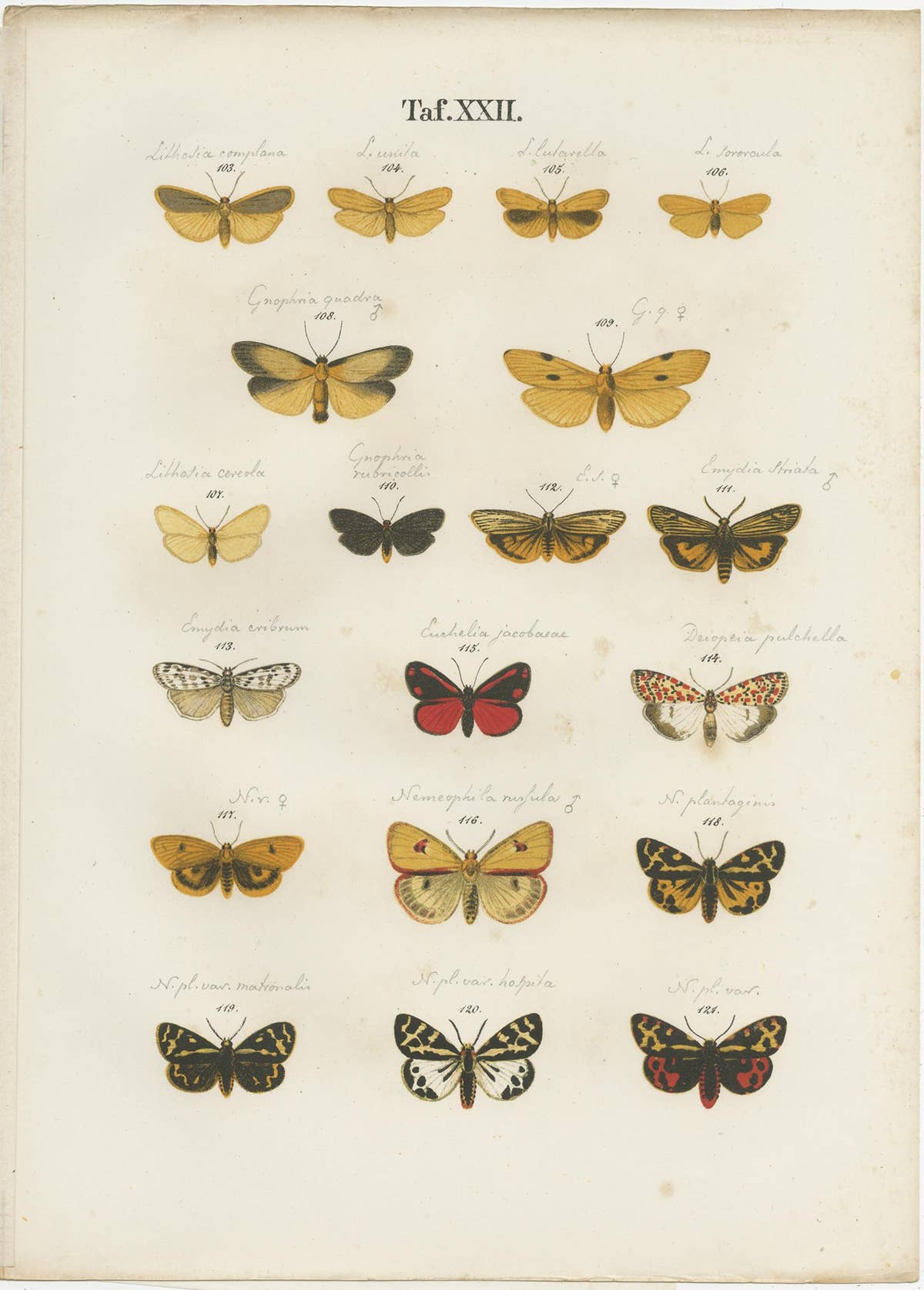 Set of 6 Antique Prints of Various Butterflies and Moths by Ramann, circa 1870