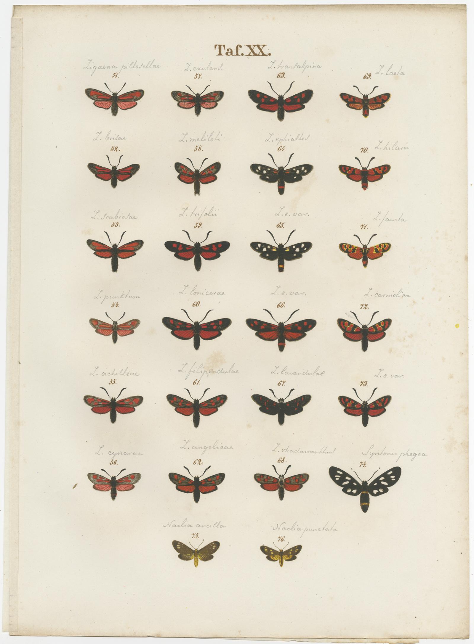 Paper Set of 6 Antique Prints of Various Butterflies and Moths by Ramann, circa 1870 For Sale