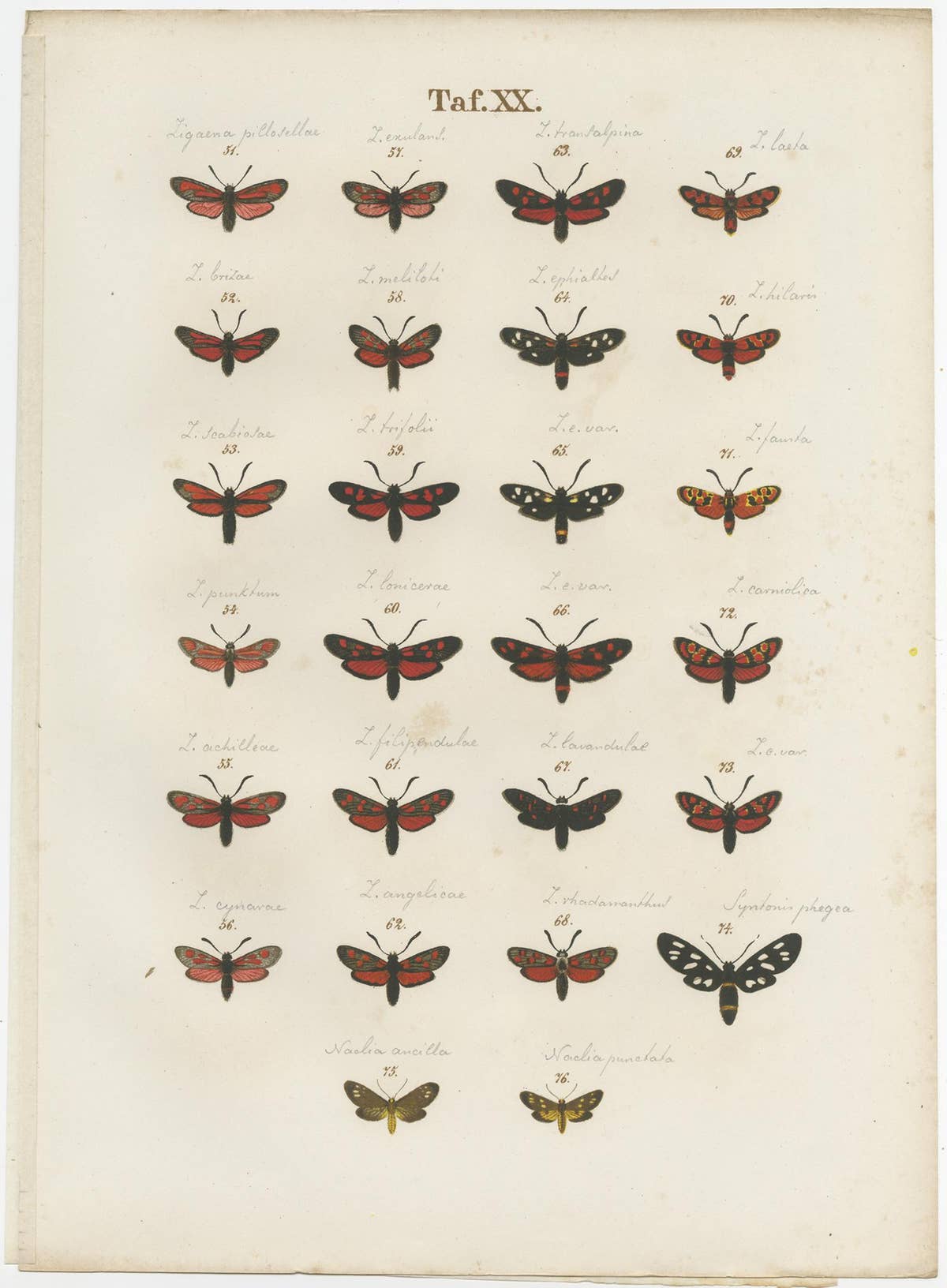 Set of 6 Antique Prints of Various Butterflies and Moths by Ramann, circa 1870