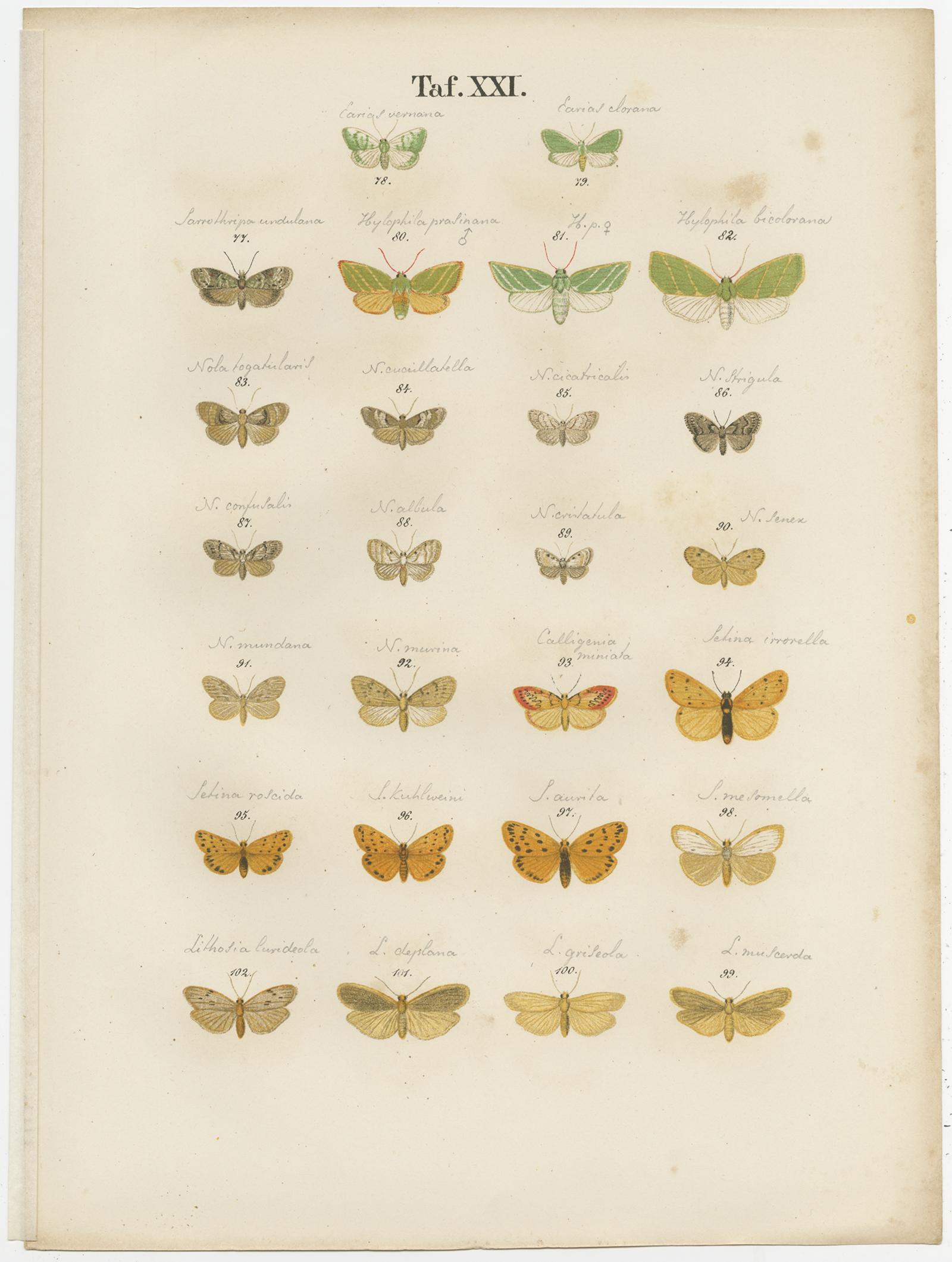 Set of 6 Antique Prints of Various Butterflies and Moths by Ramann, circa 1870 For Sale 1