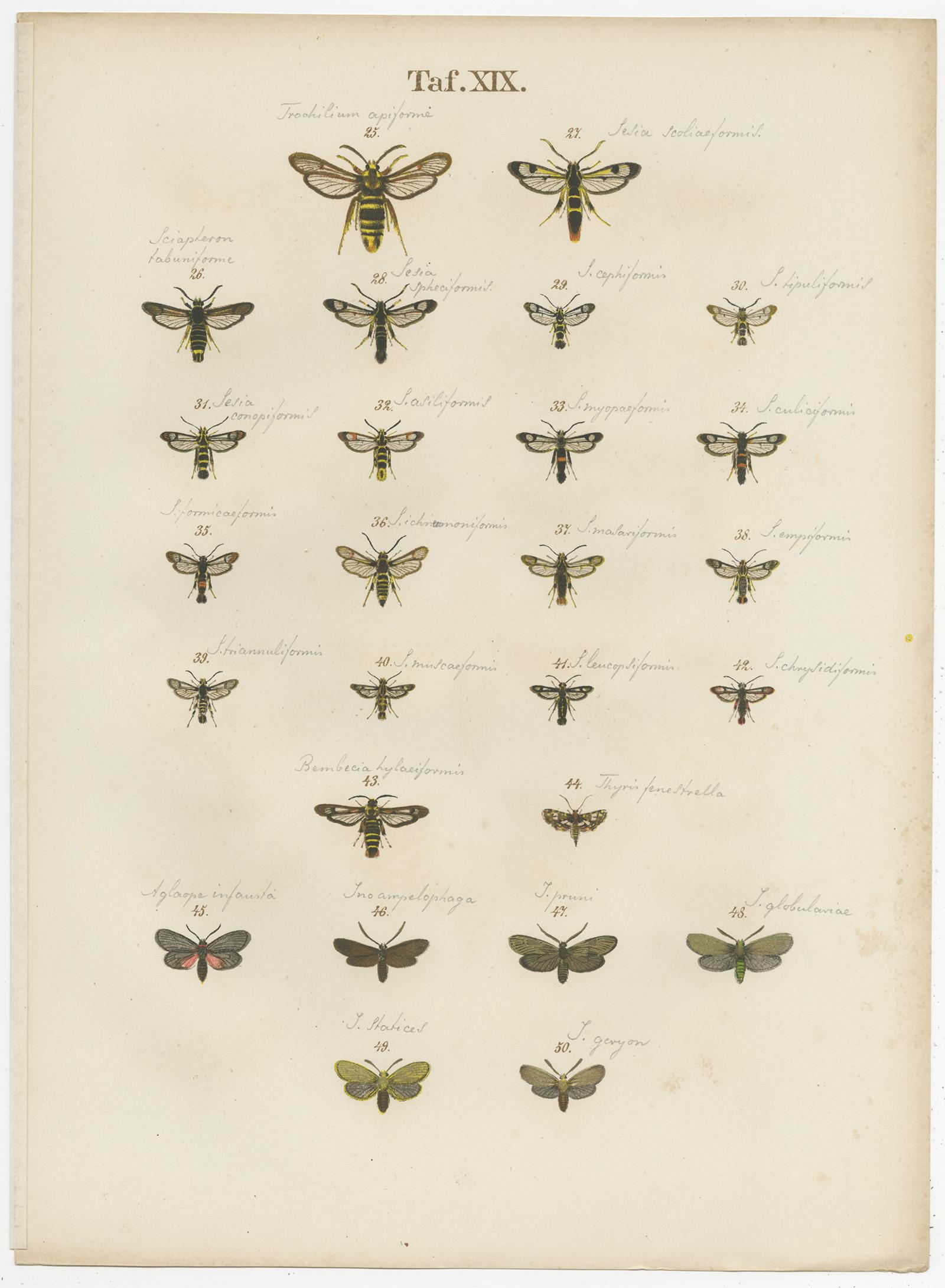 Set of 6 Antique Prints of Various Butterflies and Moths by Ramann, circa 1870 For Sale 2