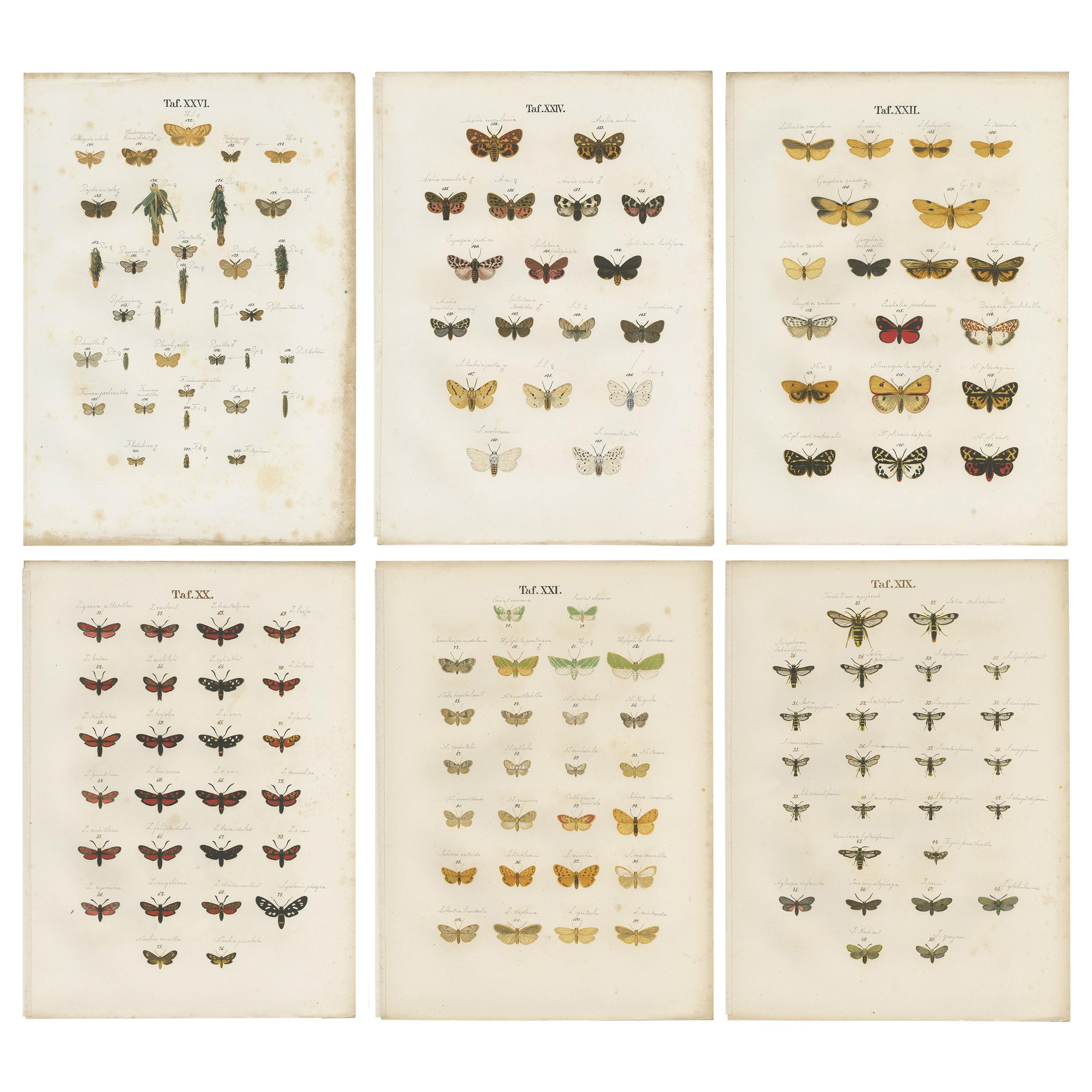 Set of 6 Antique Prints of Various Butterflies and Moths by Ramann, circa 1870 For Sale