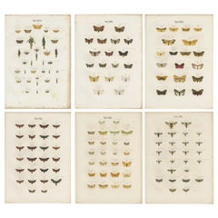 Set of 6 Antique Prints of Various Butterflies and Moths by Ramann, circa 1870