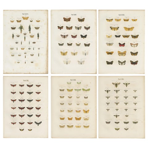 Set of 6 Antique Prints of Various Butterflies and Moths by Ramann, circa 1870