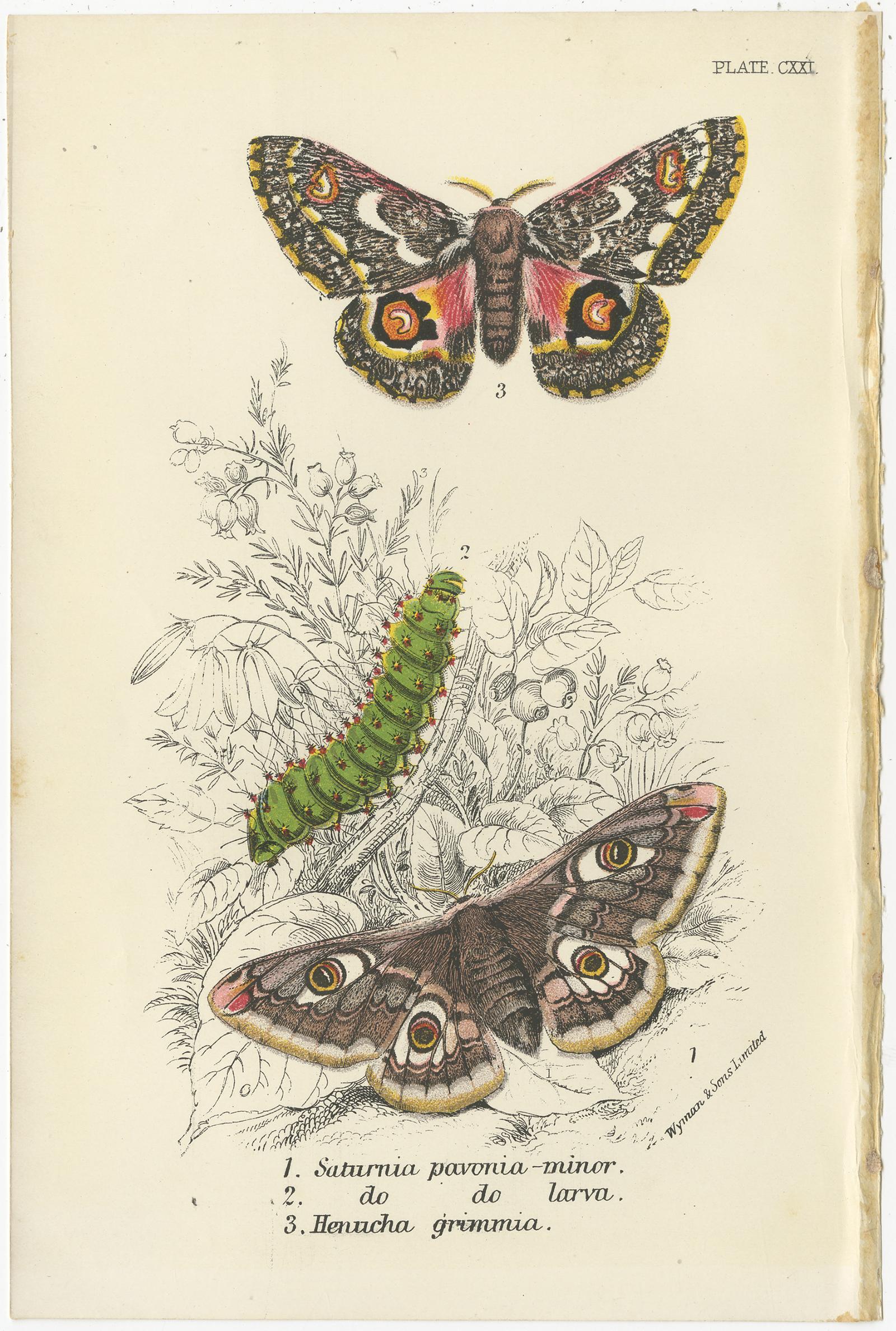 Set of six antique prints of various moths. These prints originate from 'Lloyd's Natural History (..)'. Published 1894-97.