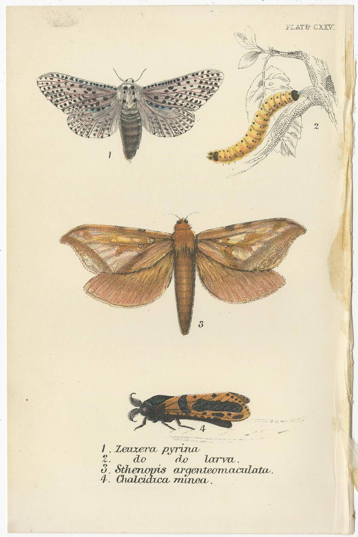 Set of 6 Antique Prints of Various Moths by Lloyd (Circa 1897)