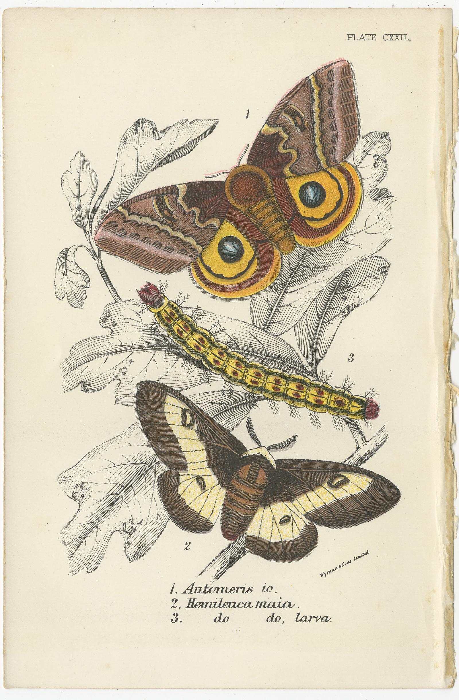 Set of 6 Antique Prints of Various Moths by Lloyd (Circa 1897) In Good Condition For Sale In Langweer, NL