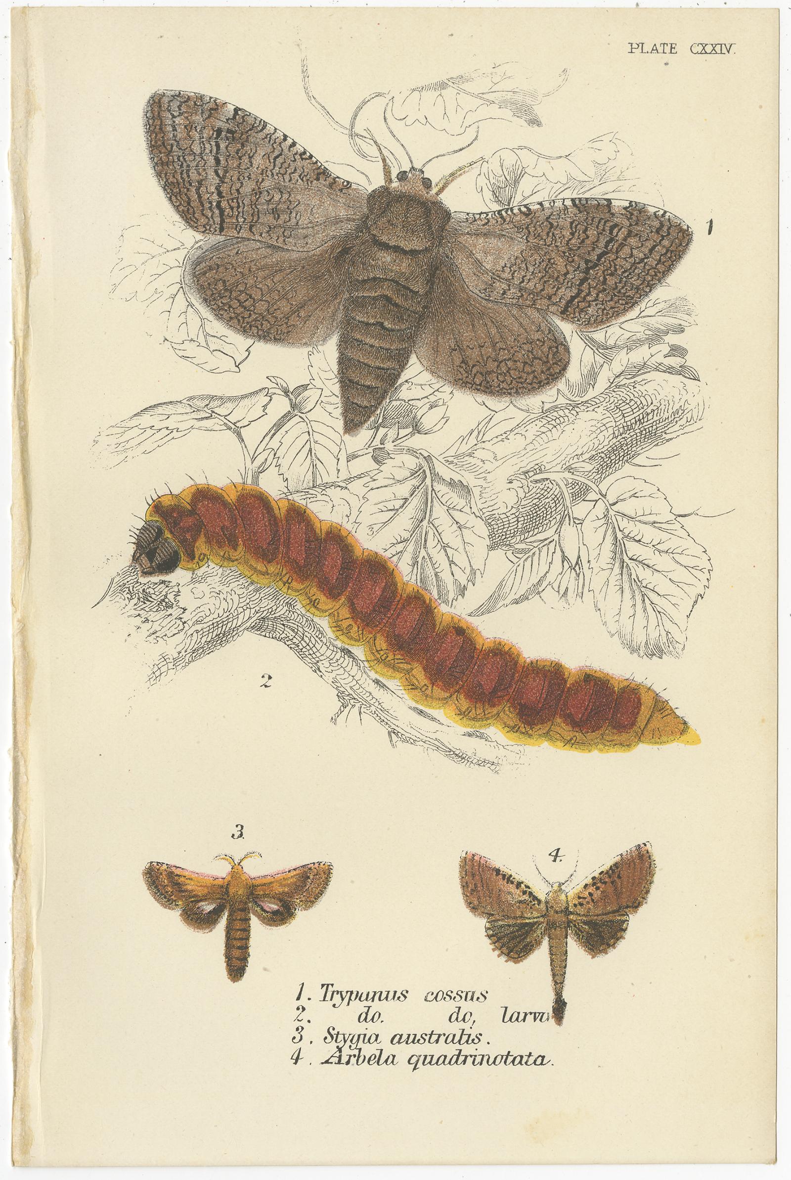 19th Century Set of 6 Antique Prints of Various Moths by Lloyd (Circa 1897) For Sale