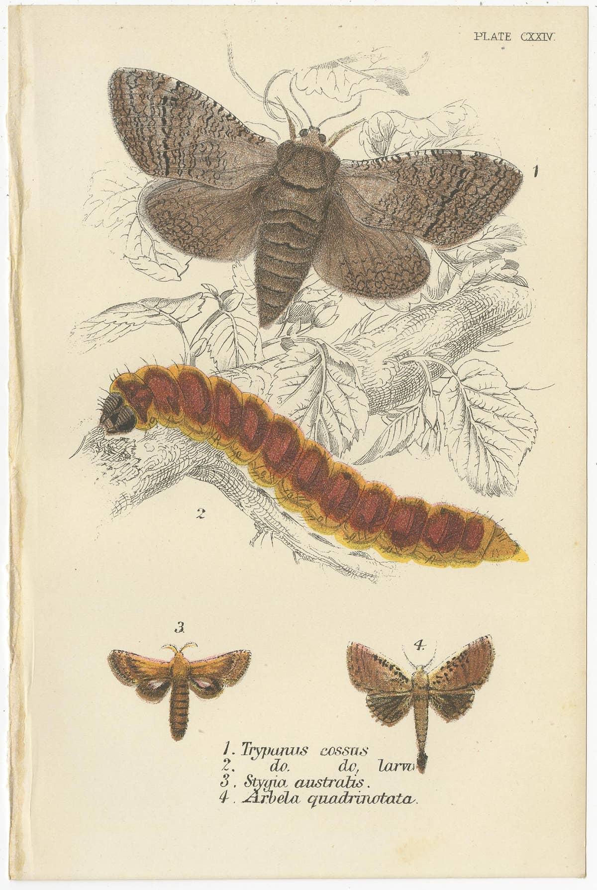 Set of 6 Antique Prints of Various Moths by Lloyd (Circa 1897)