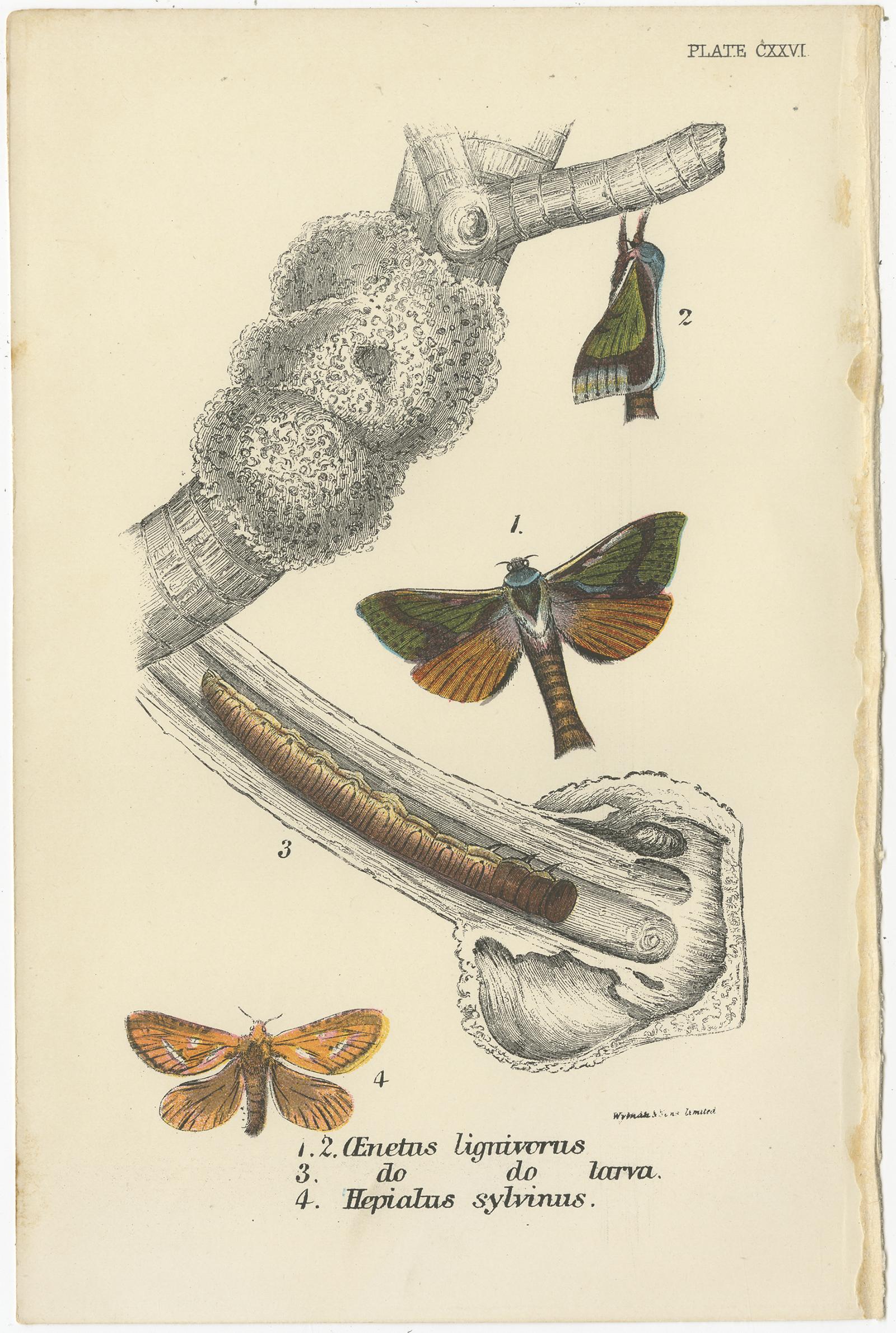 Paper Set of 6 Antique Prints of Various Moths by Lloyd (Circa 1897) For Sale