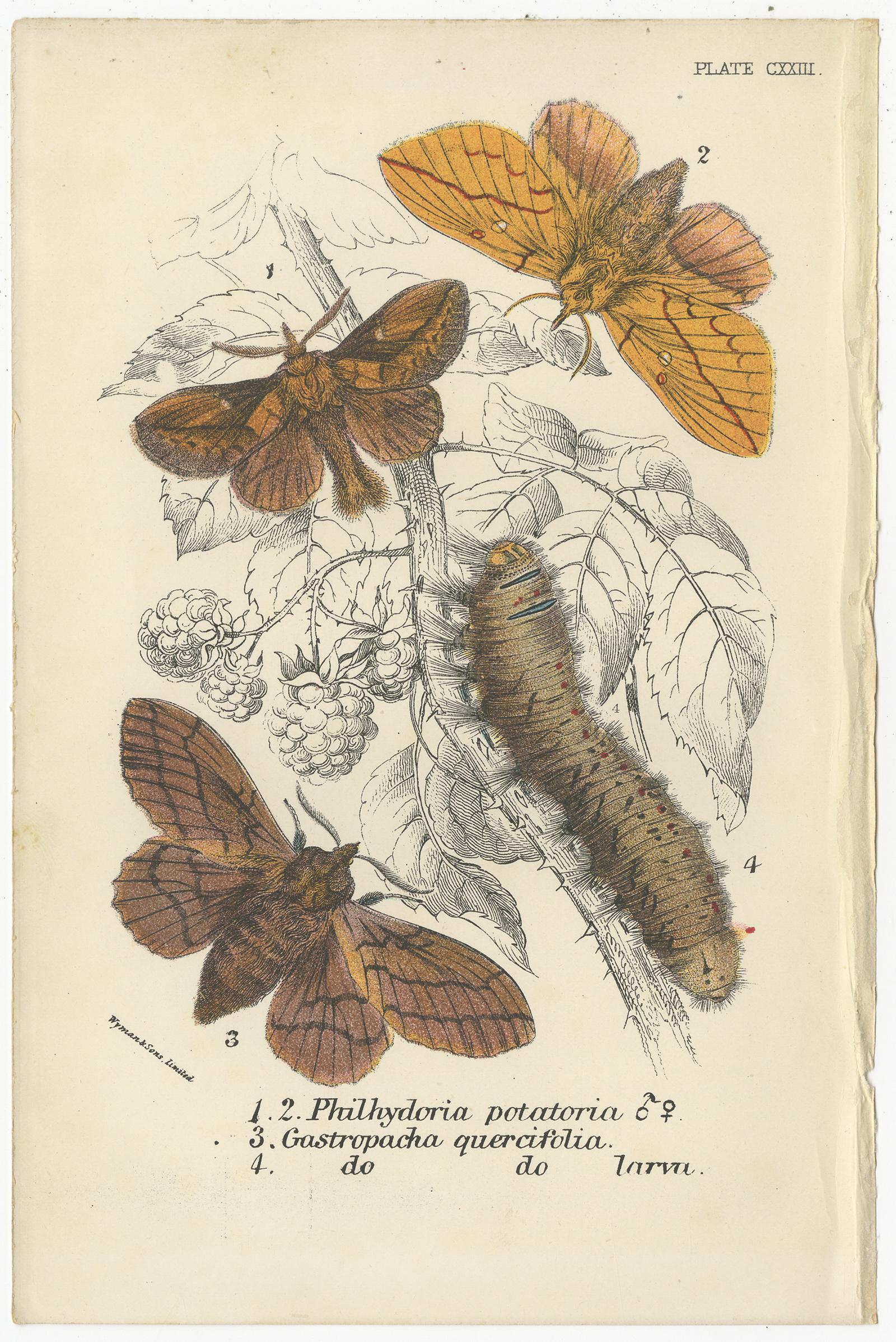 Set of 6 Antique Prints of Various Moths by Lloyd (Circa 1897) For Sale 1