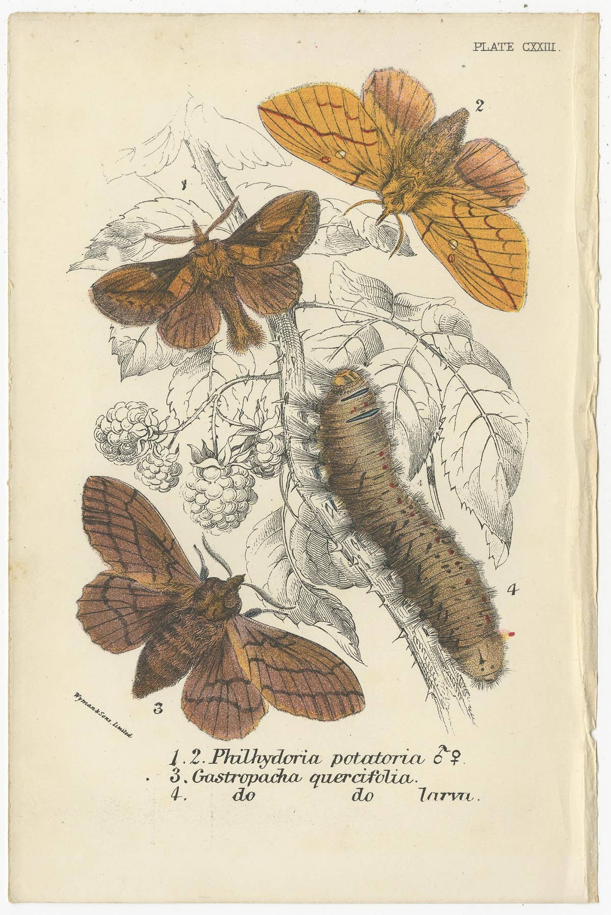 Set of 6 Antique Prints of Various Moths by Lloyd (Circa 1897)