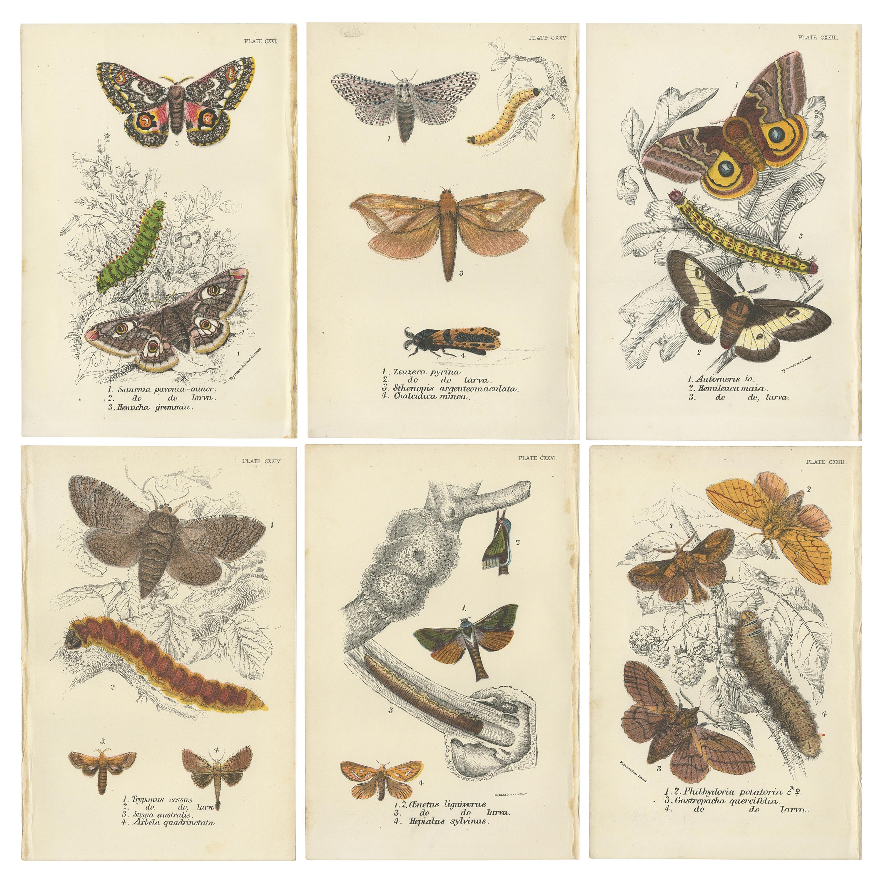 Set of 6 Antique Prints of Various Moths by Lloyd (Circa 1897)