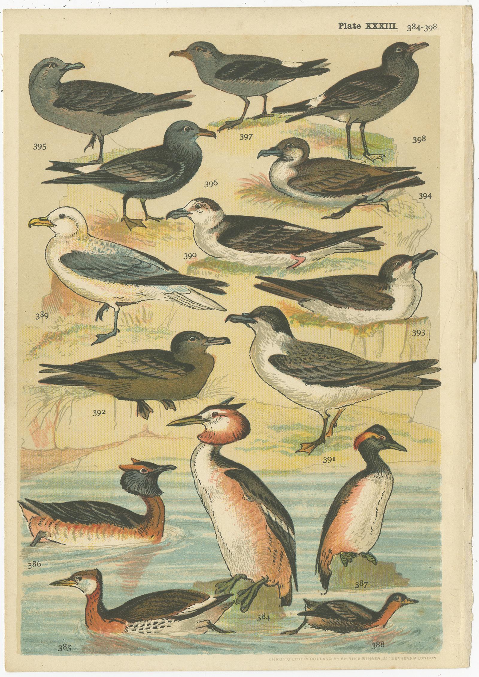 Set of 6 antique prints depicting various waterfowl and wading birds. These prints originate from the series 'Our Country's' by W. J. Gordon, published circa 1900.