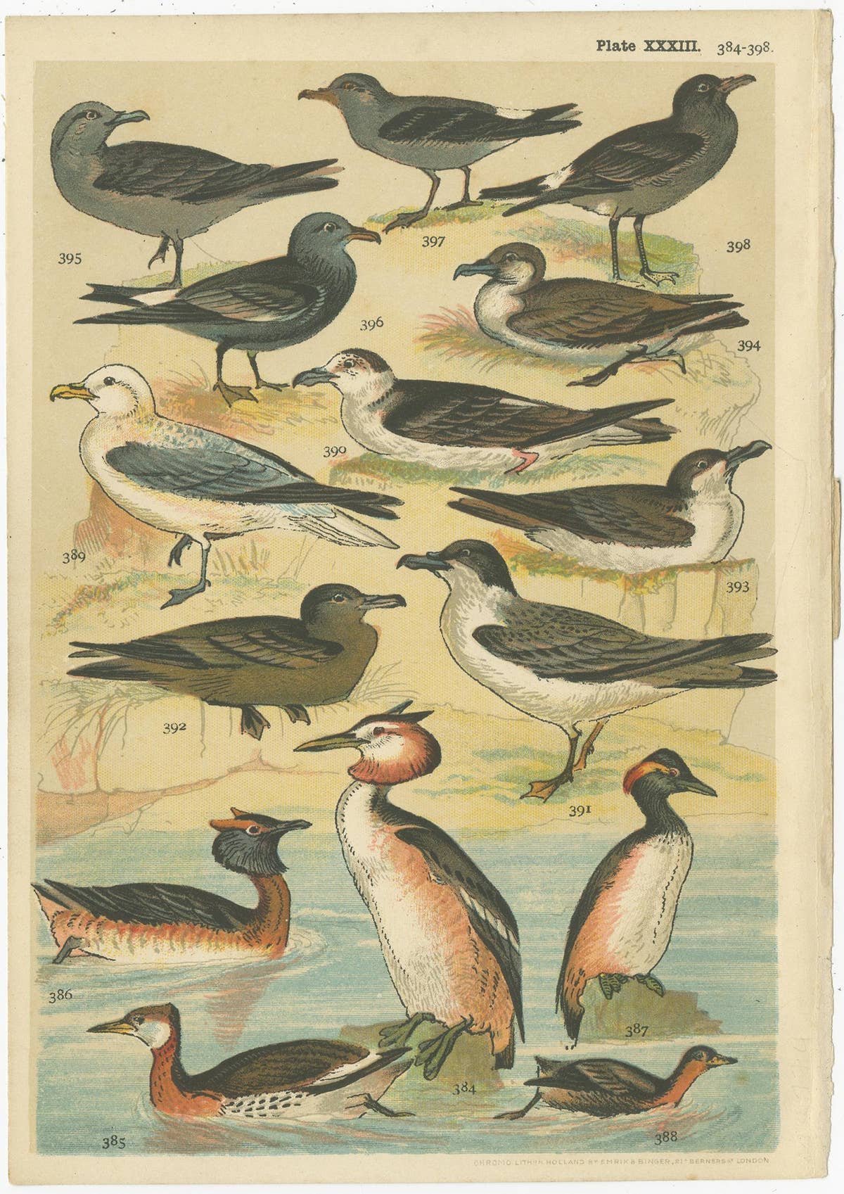Set of 6 Antique Prints of various Waterfowl and Wading Birds by Gordon 'c.1900'