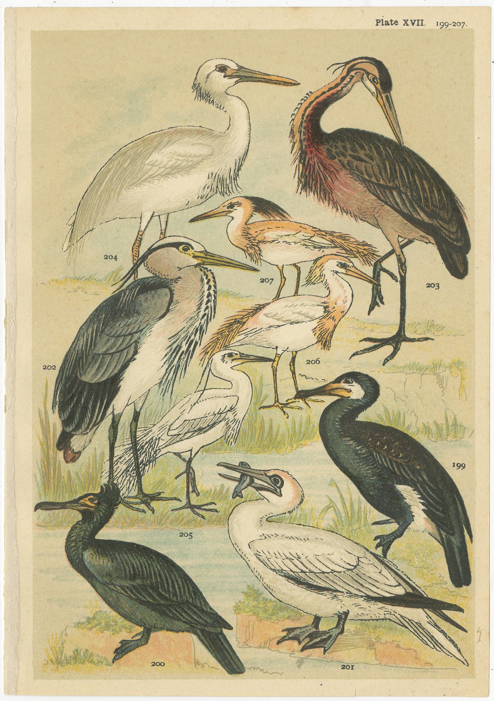 Set of 6 Antique Prints of various Waterfowl and Wading Birds by Gordon 'c.1900' In Good Condition For Sale In Langweer, NL