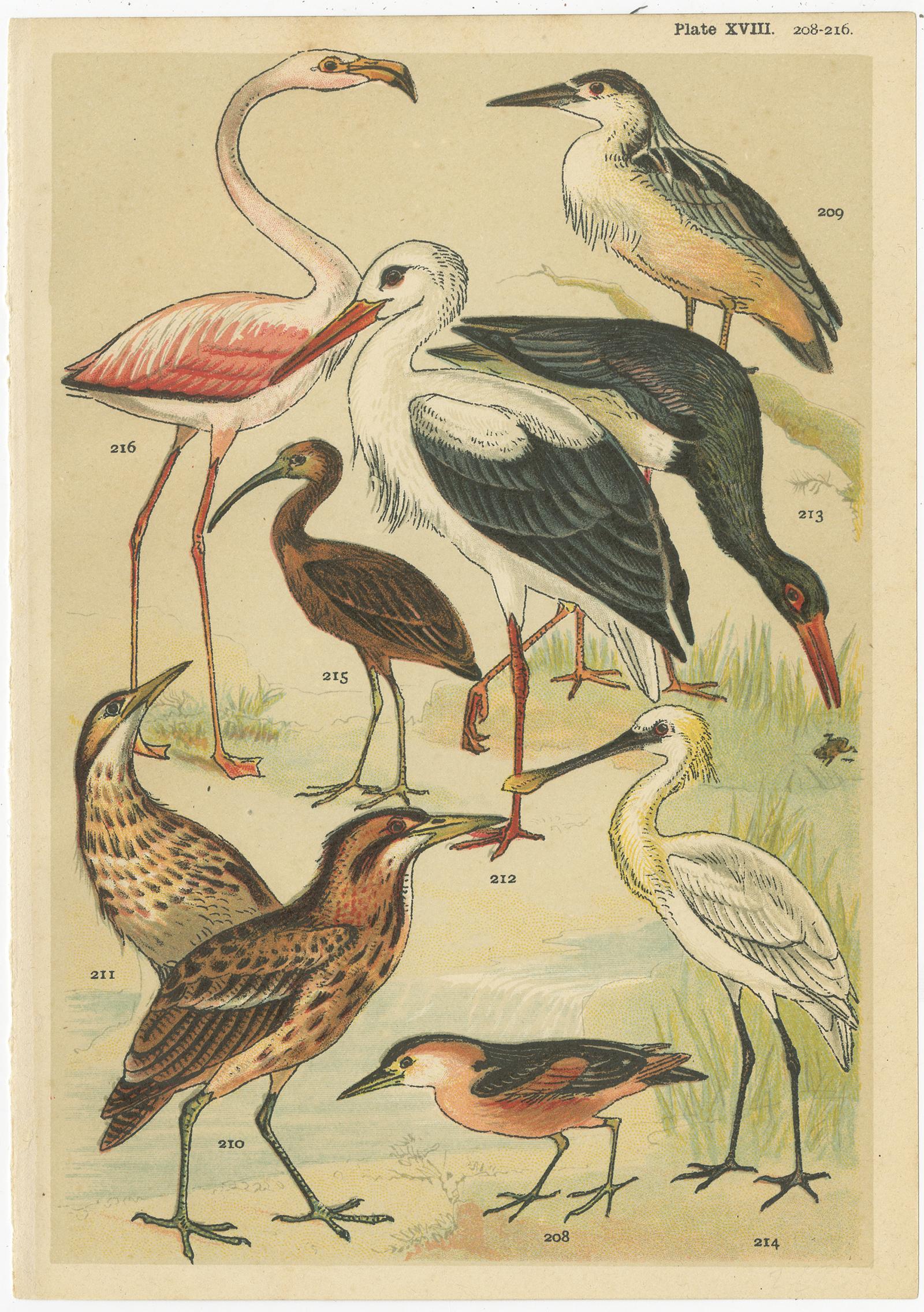 Set von 6 antiken Drucken verschiedener Aquarell- und Wading-Vogeln von Gordon, um 1900 (20. Jahrhundert) im Angebot