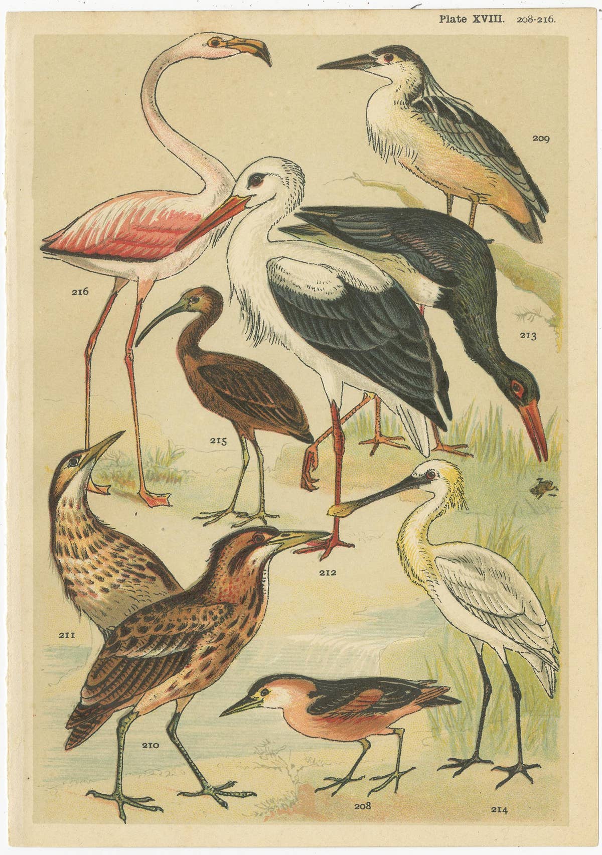 Set of 6 Antique Prints of various Waterfowl and Wading Birds by Gordon 'c.1900'