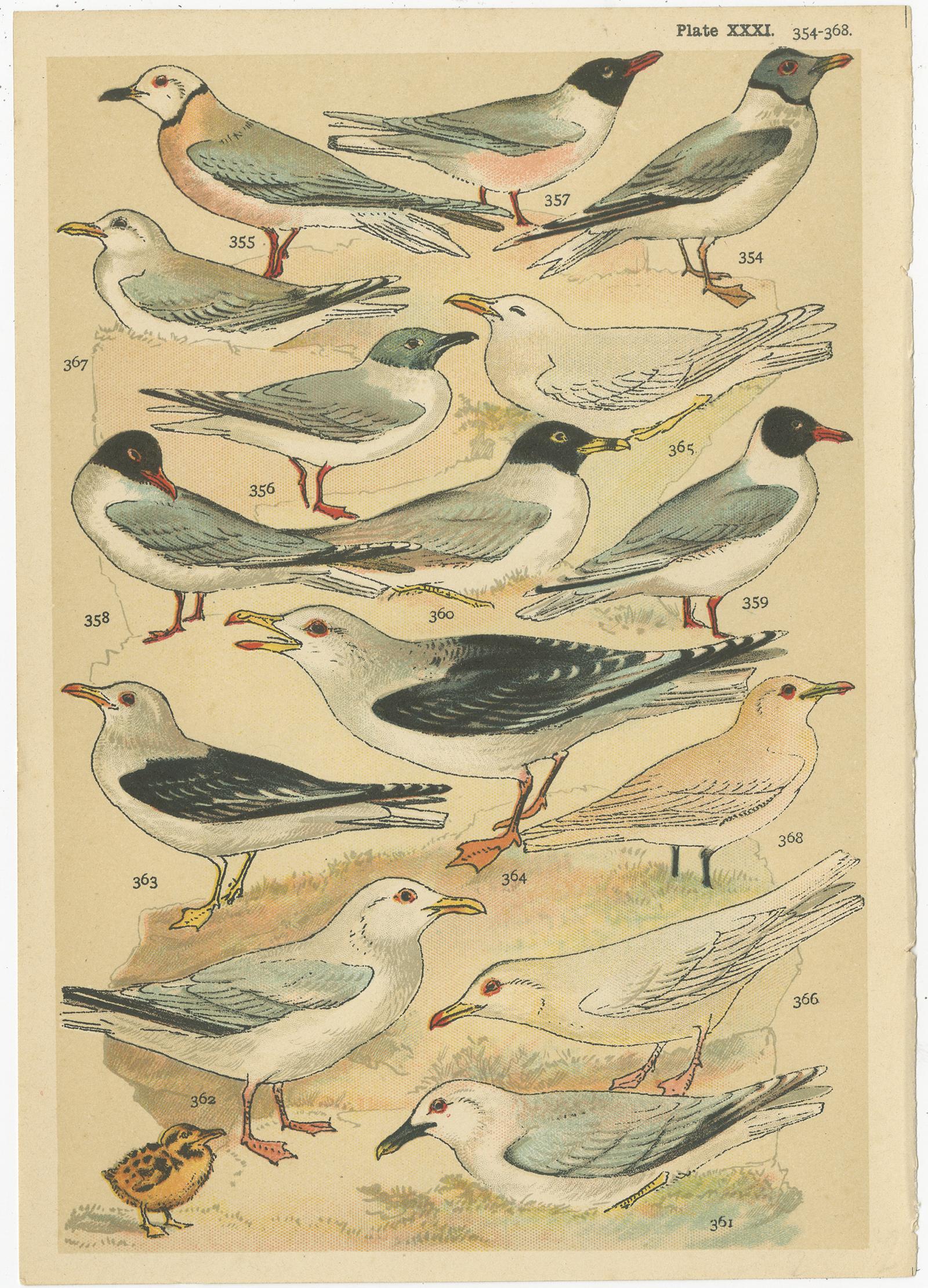 Paper Set of 6 Antique Prints of various Waterfowl and Wading Birds by Gordon 'c.1900' For Sale