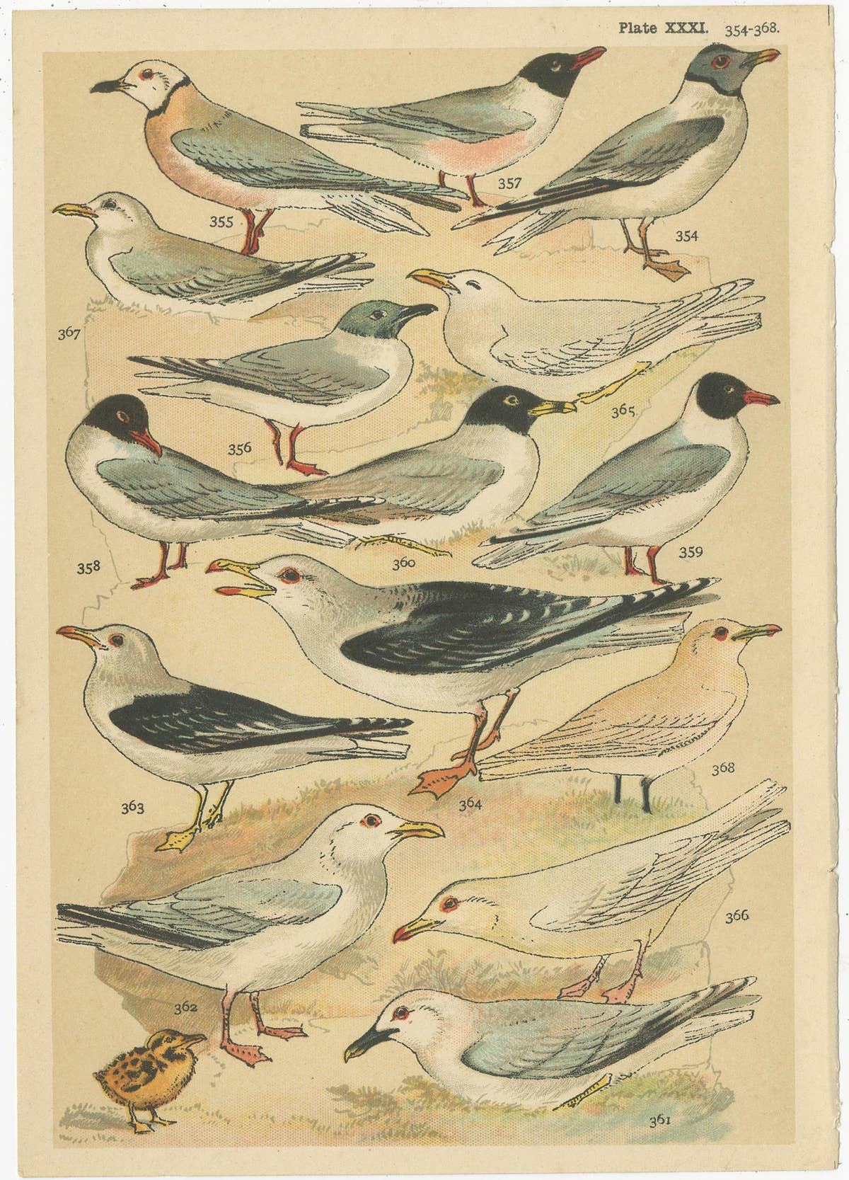 Set of 6 Antique Prints of various Waterfowl and Wading Birds by Gordon 'c.1900'