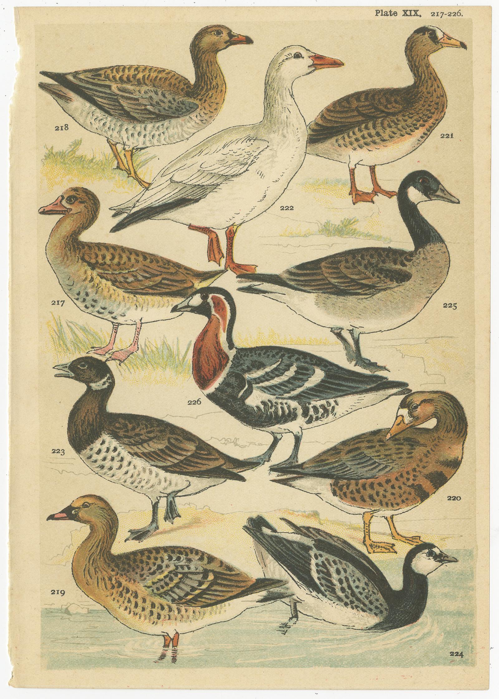 Set of 6 Antique Prints of various Waterfowl and Wading Birds by Gordon 'c.1900' For Sale 1