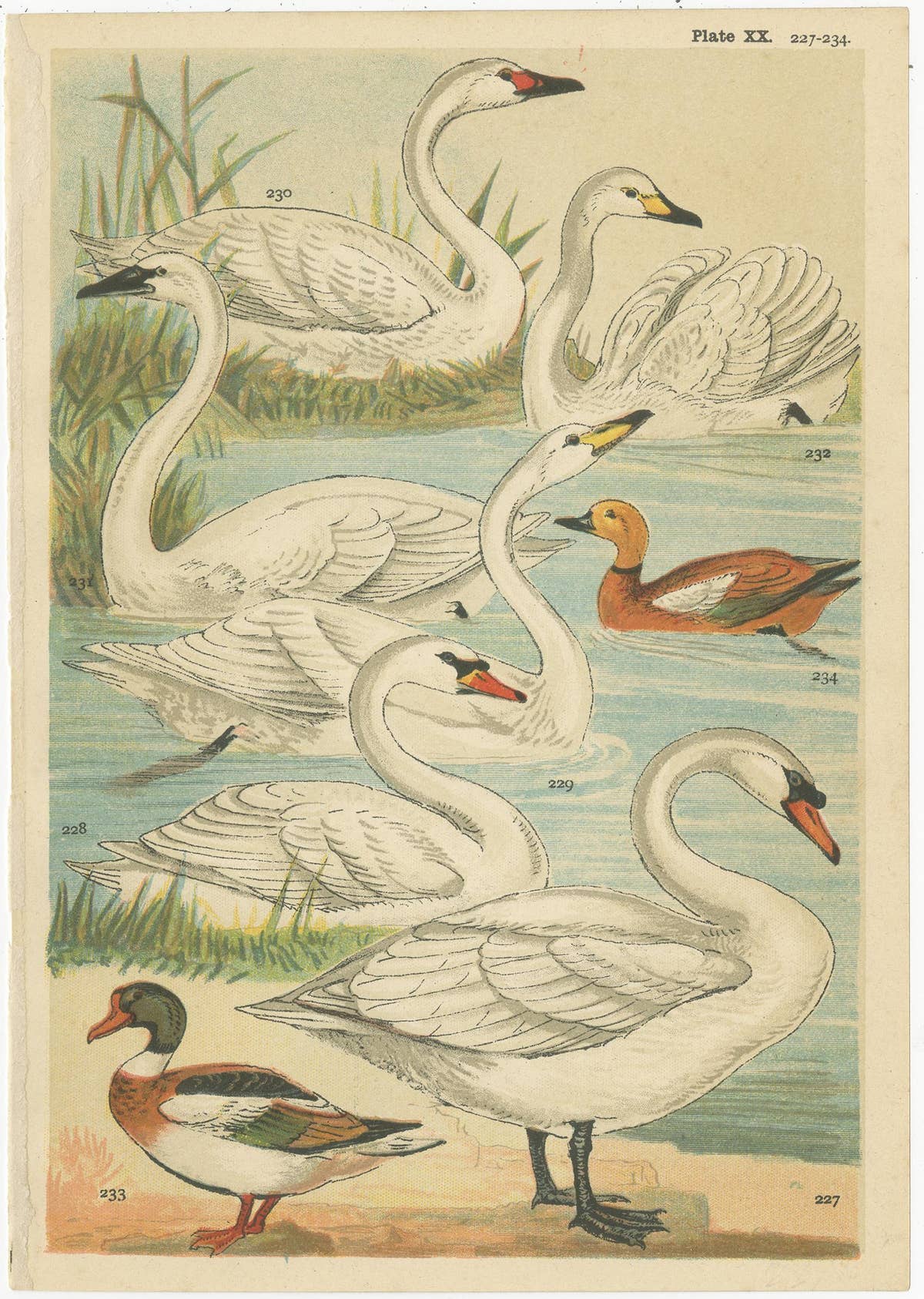 Set of 6 Antique Prints of various Waterfowl and Wading Birds by Gordon 'c.1900'