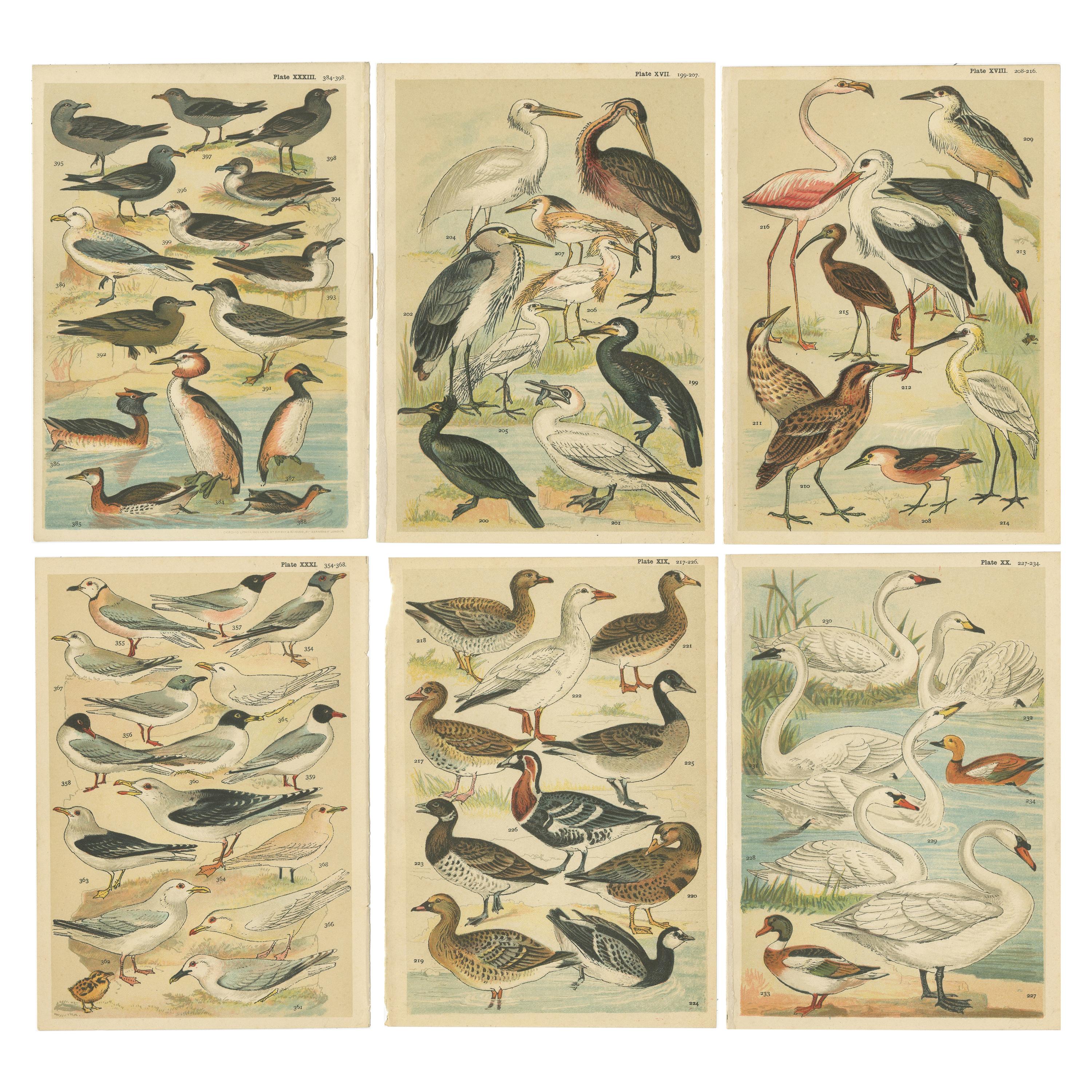 Ensemble de 6 estampes anciennes de divers hiboux et oiseaux en Wading Birds de Gordon, vers 1900
