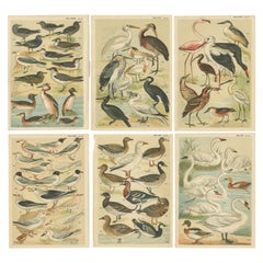 Set of 6 Antique Prints of various Waterfowl and Wading Birds by Gordon 'c.1900'