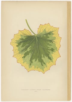 Set of 6 Botany Prints - Alocasia Metallica - Echites Nutans (1891)