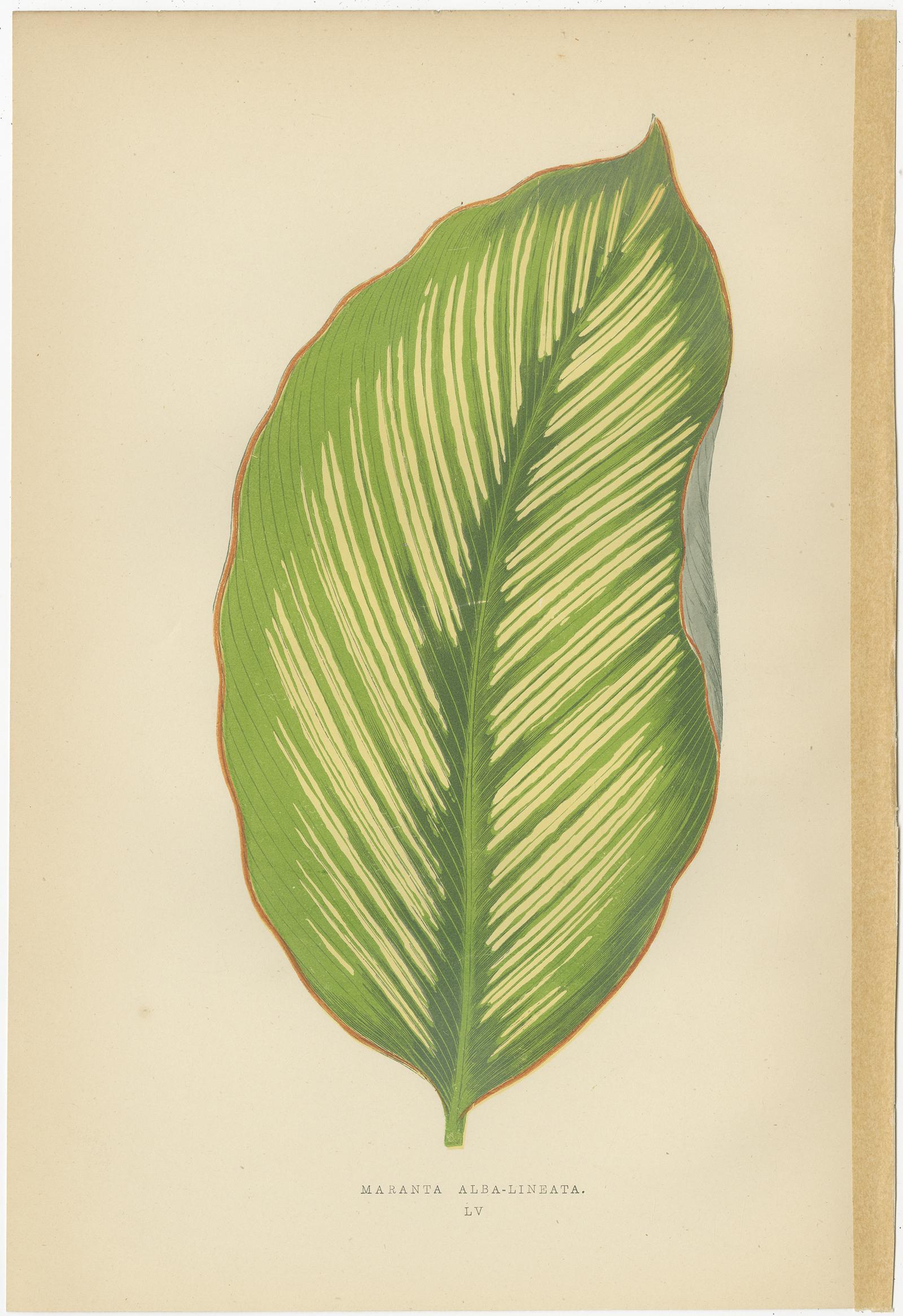 Set of 6 Botany Prints - Alocasia Metallica - Echites Nutans (1891) In Good Condition For Sale In Langweer, NL