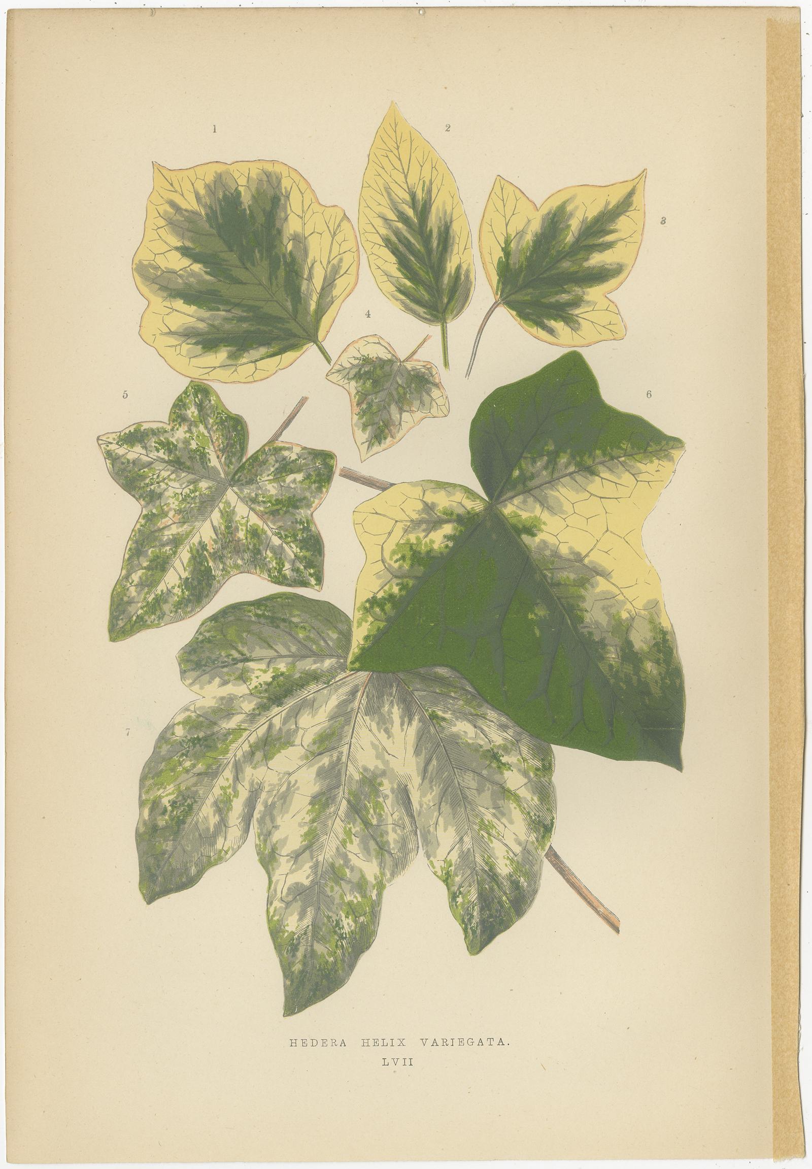 19th Century Set of 6 Botany Prints - Alocasia Metallica - Echites Nutans (1891) For Sale