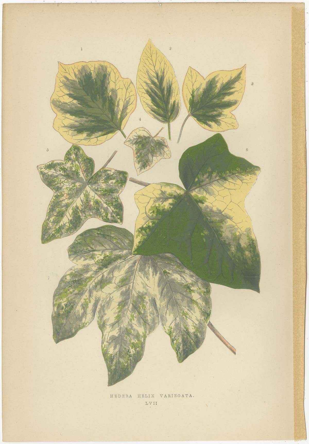 Set of 6 Botany Prints - Alocasia Metallica - Echites Nutans (1891)