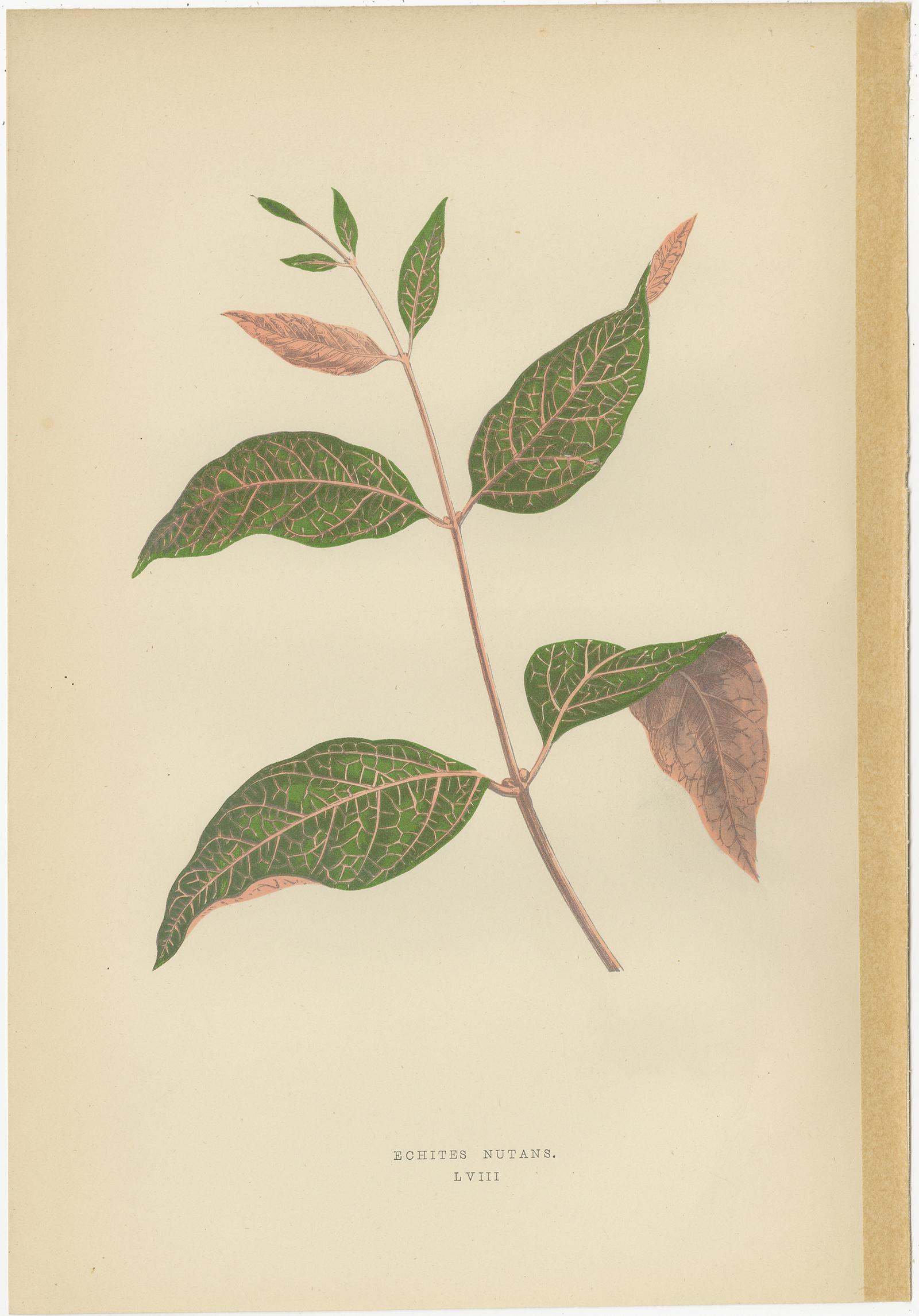 Paper Set of 6 Botany Prints - Alocasia Metallica - Echites Nutans (1891) For Sale