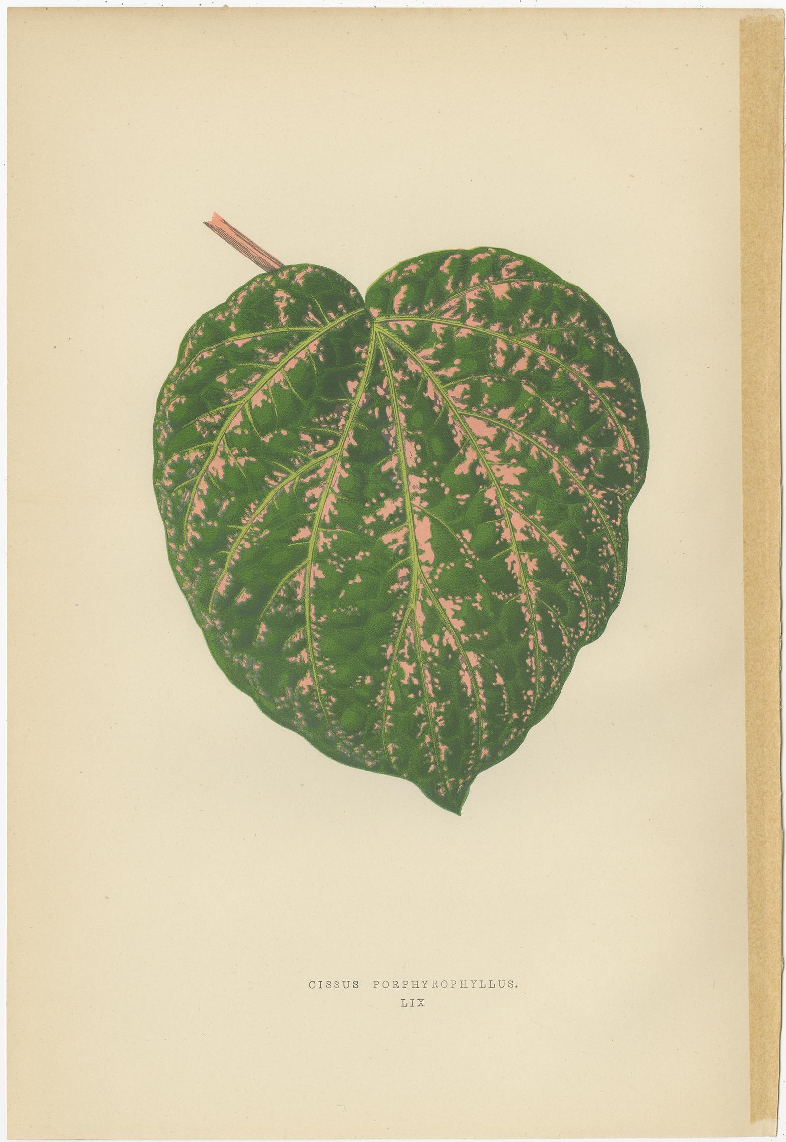 Set of 6 Botany Prints - Alocasia Metallica - Echites Nutans (1891) For Sale 1