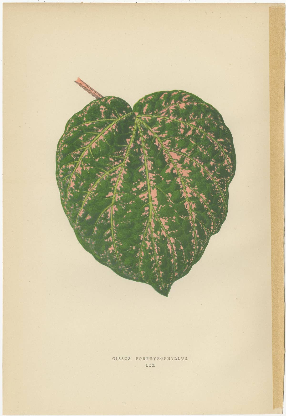 Set of 6 Botany Prints - Alocasia Metallica - Echites Nutans (1891)