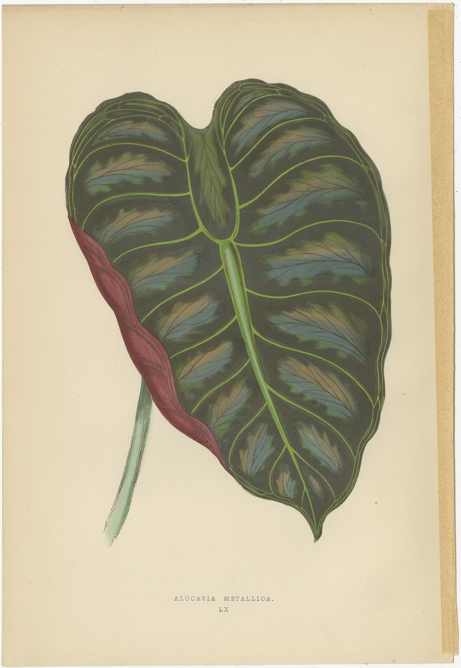 Set of 6 Botany Prints - Alocasia Metallica - Echites Nutans (1891) For Sale 2