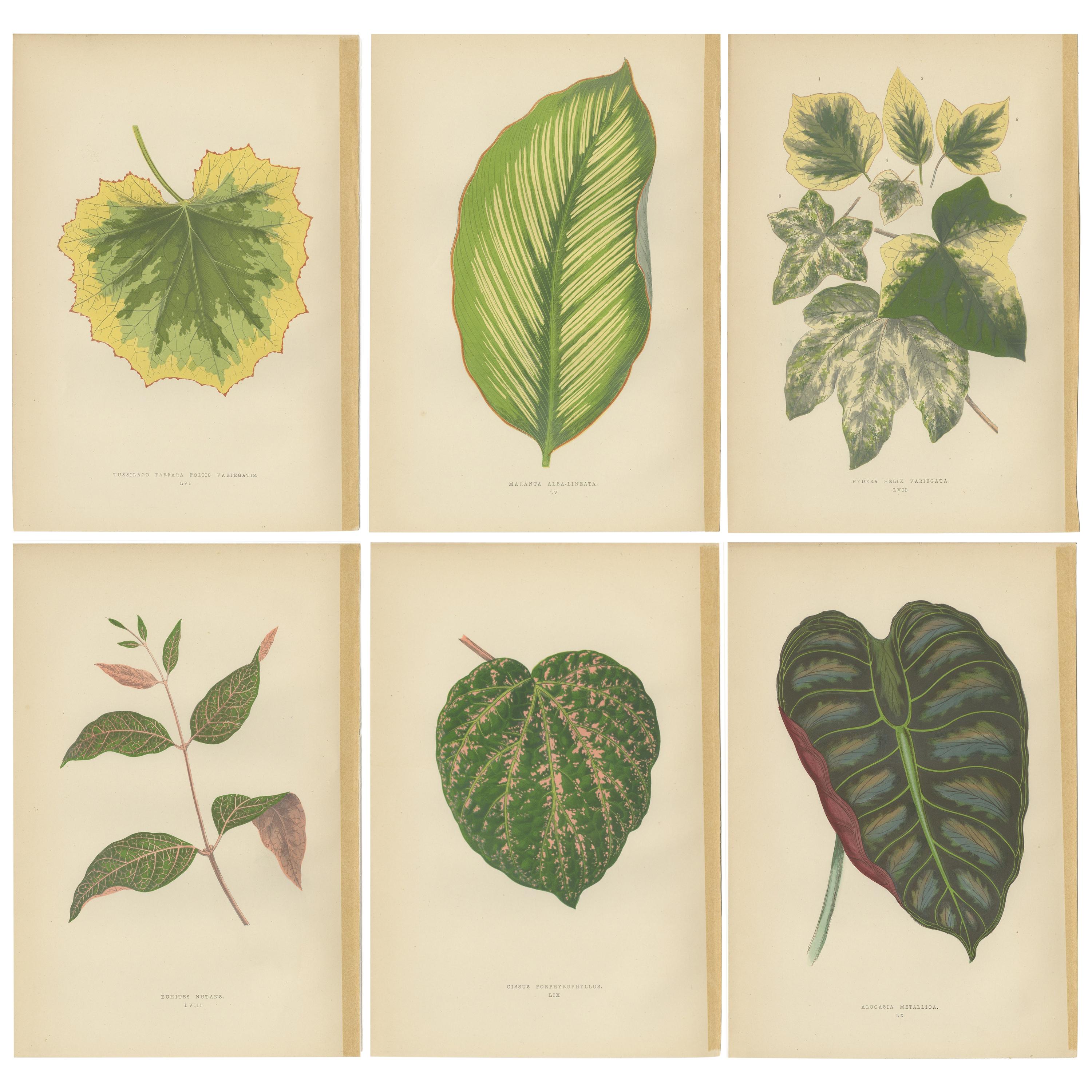 Set of 6 Botany Prints - Alocasia Metallica - Echites Nutans (1891) For Sale